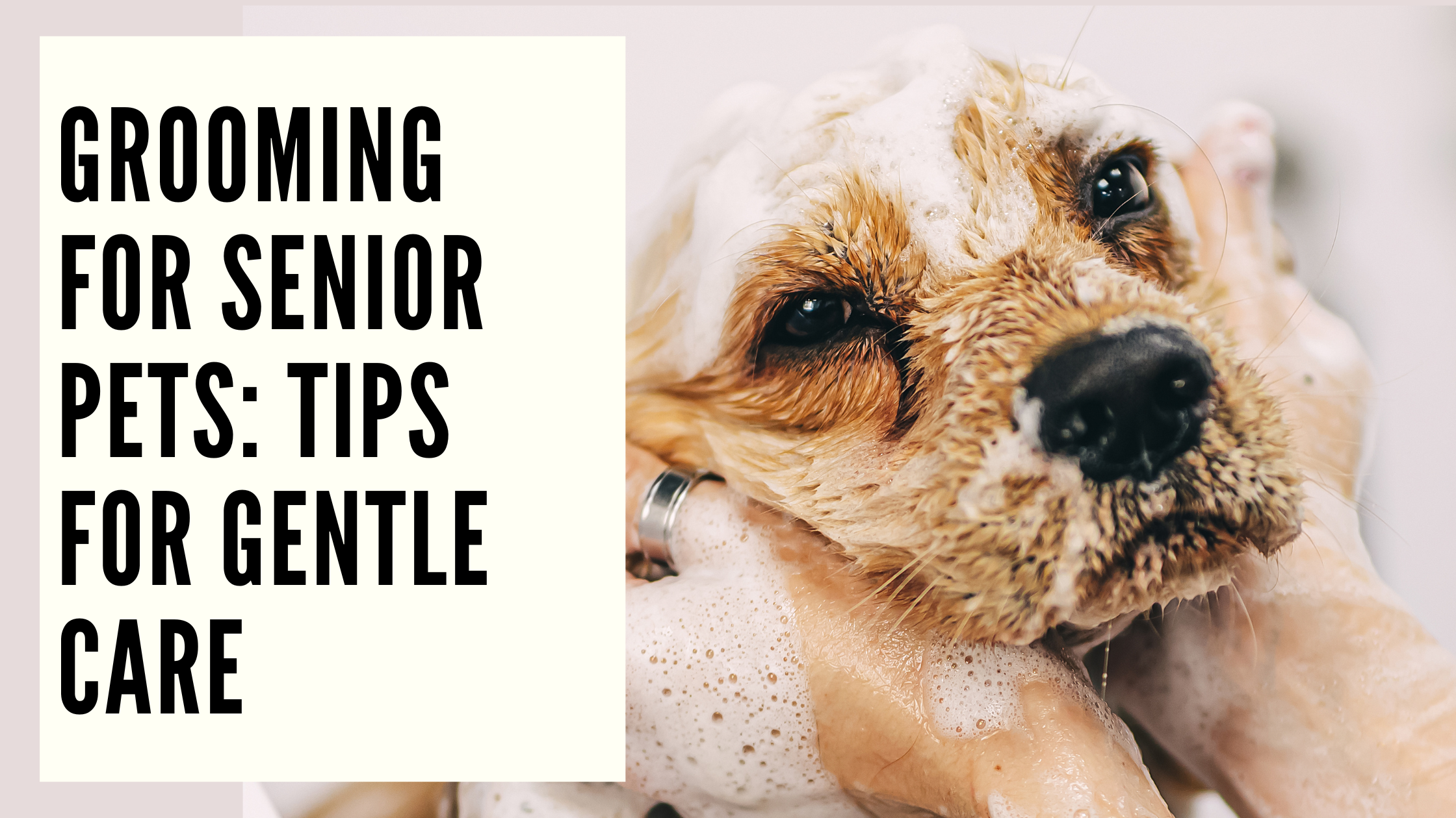 Grooming for Senior Pets Tips for Gentle Care
