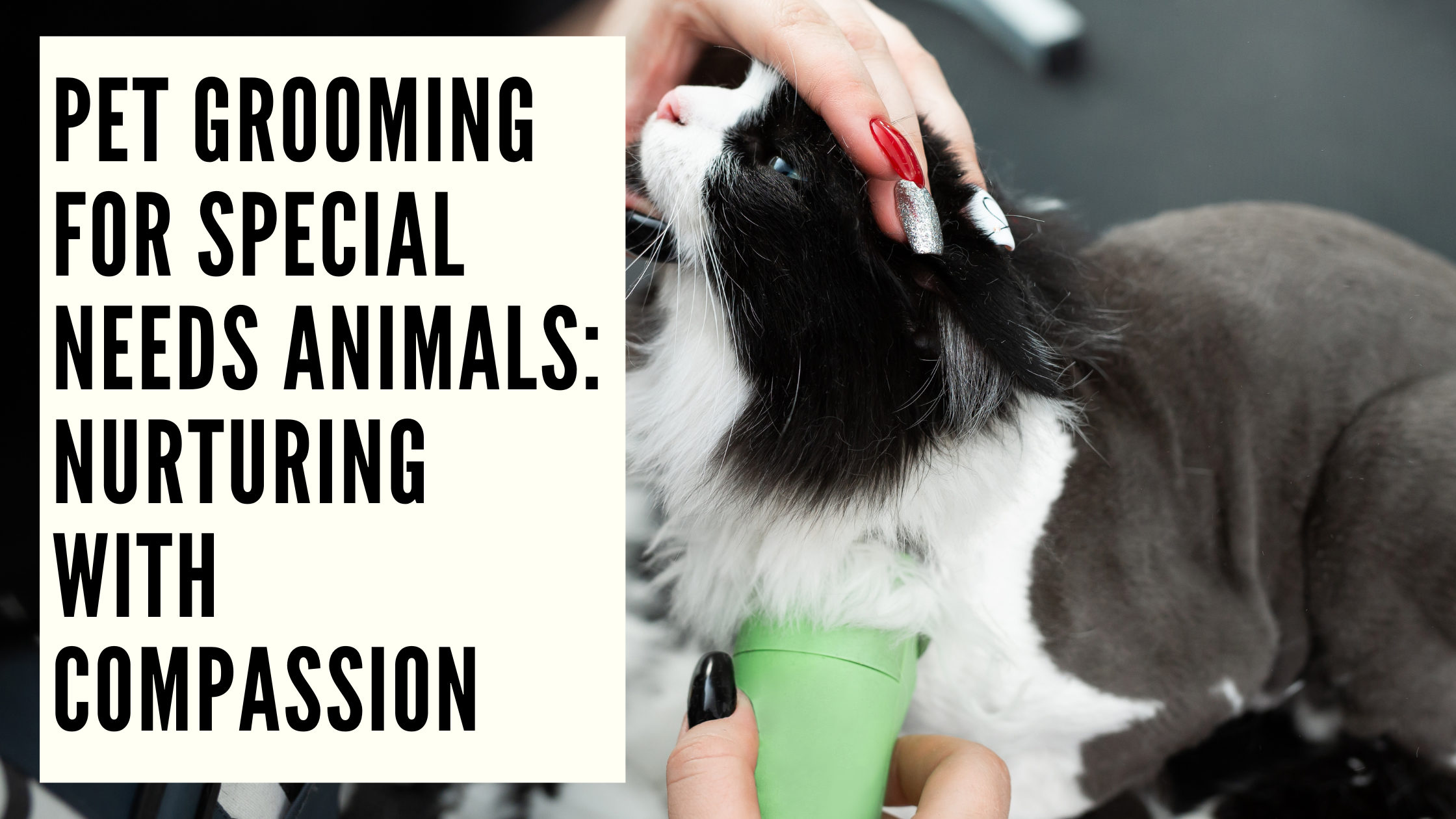 Pet Grooming for Special Needs Animals Nurturing with Compassion