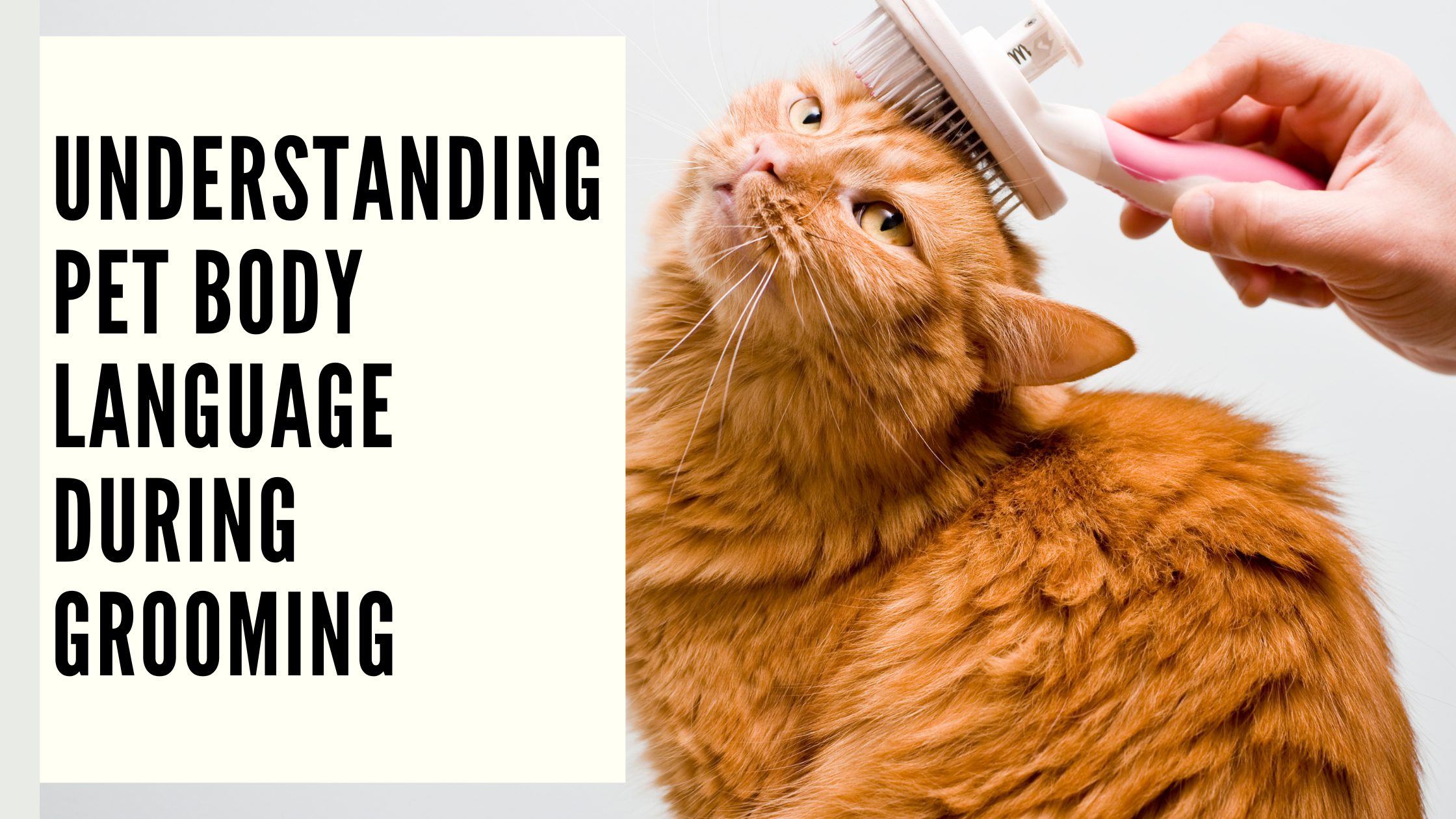 Understanding Pet Body Language During Grooming