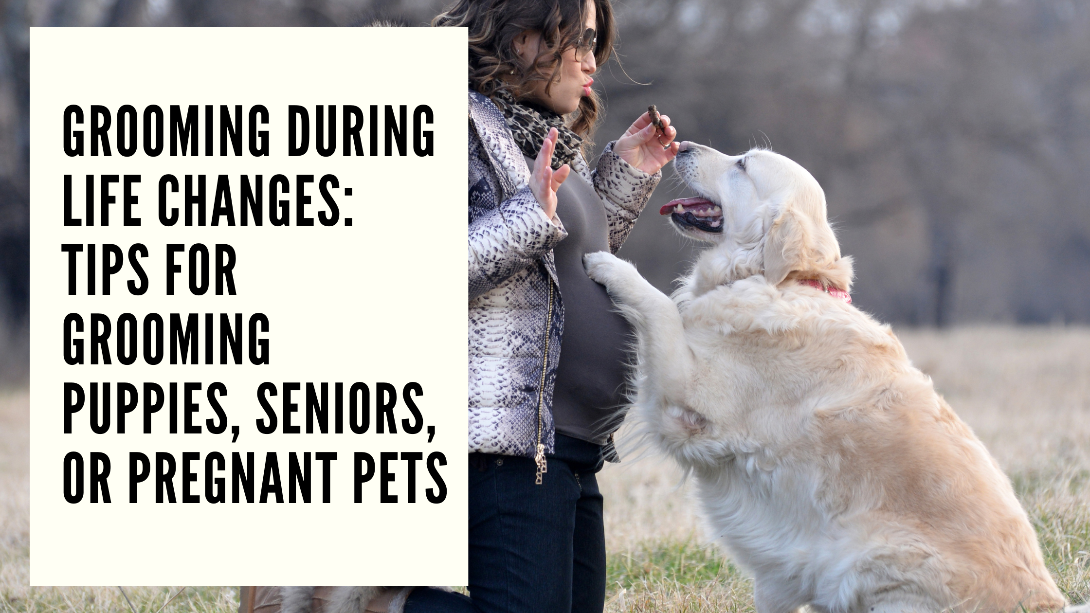 Grooming During Life Changes Tips for Grooming Puppies, Seniors, or Pregnant Pets
