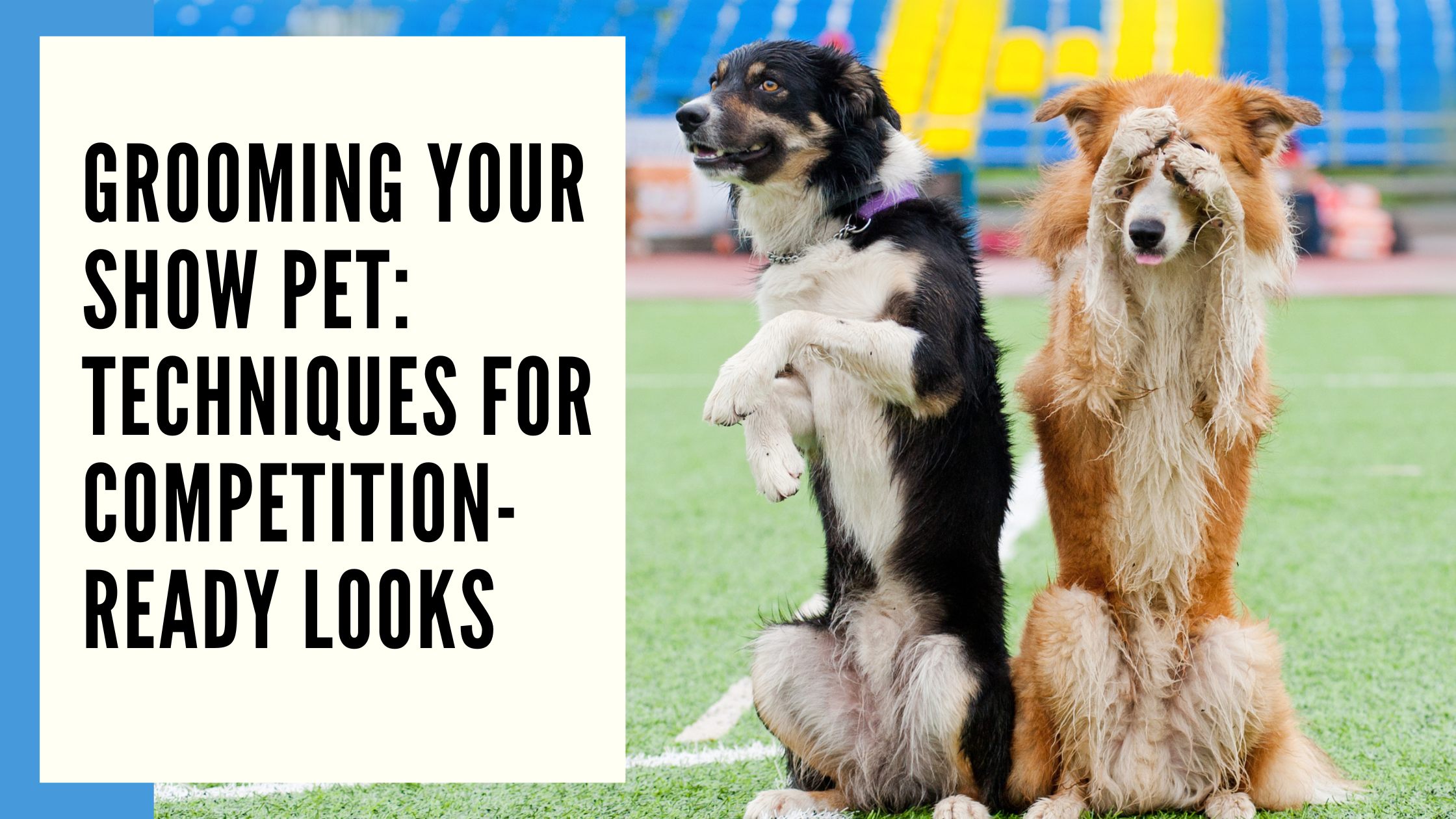 Grooming Your Show Pet Techniques for Competition-Ready Looks