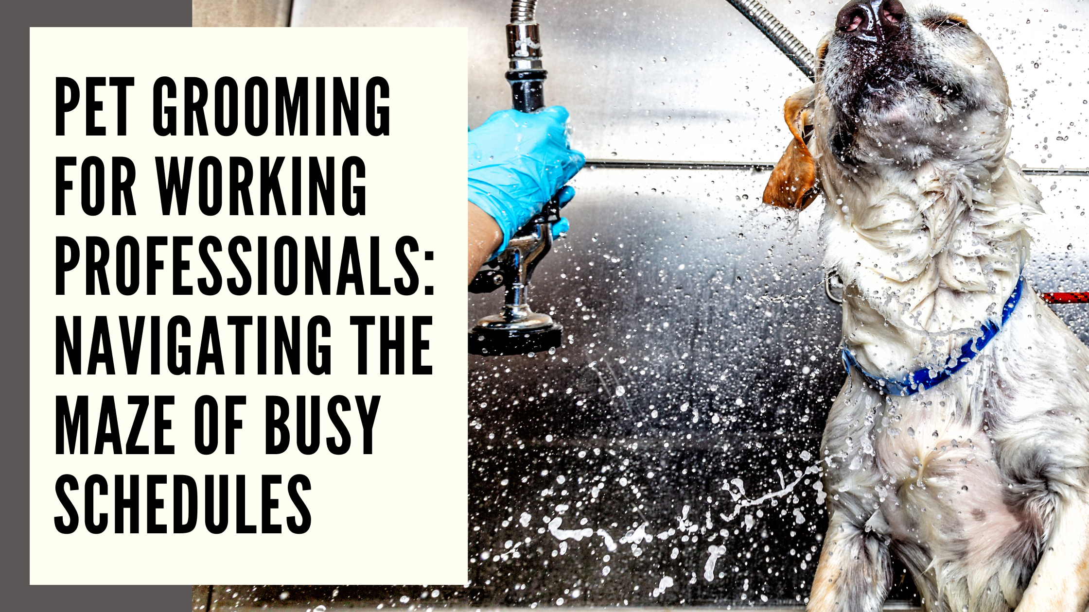 Pet Grooming for Working Professionals Navigating the Maze of Busy Schedules