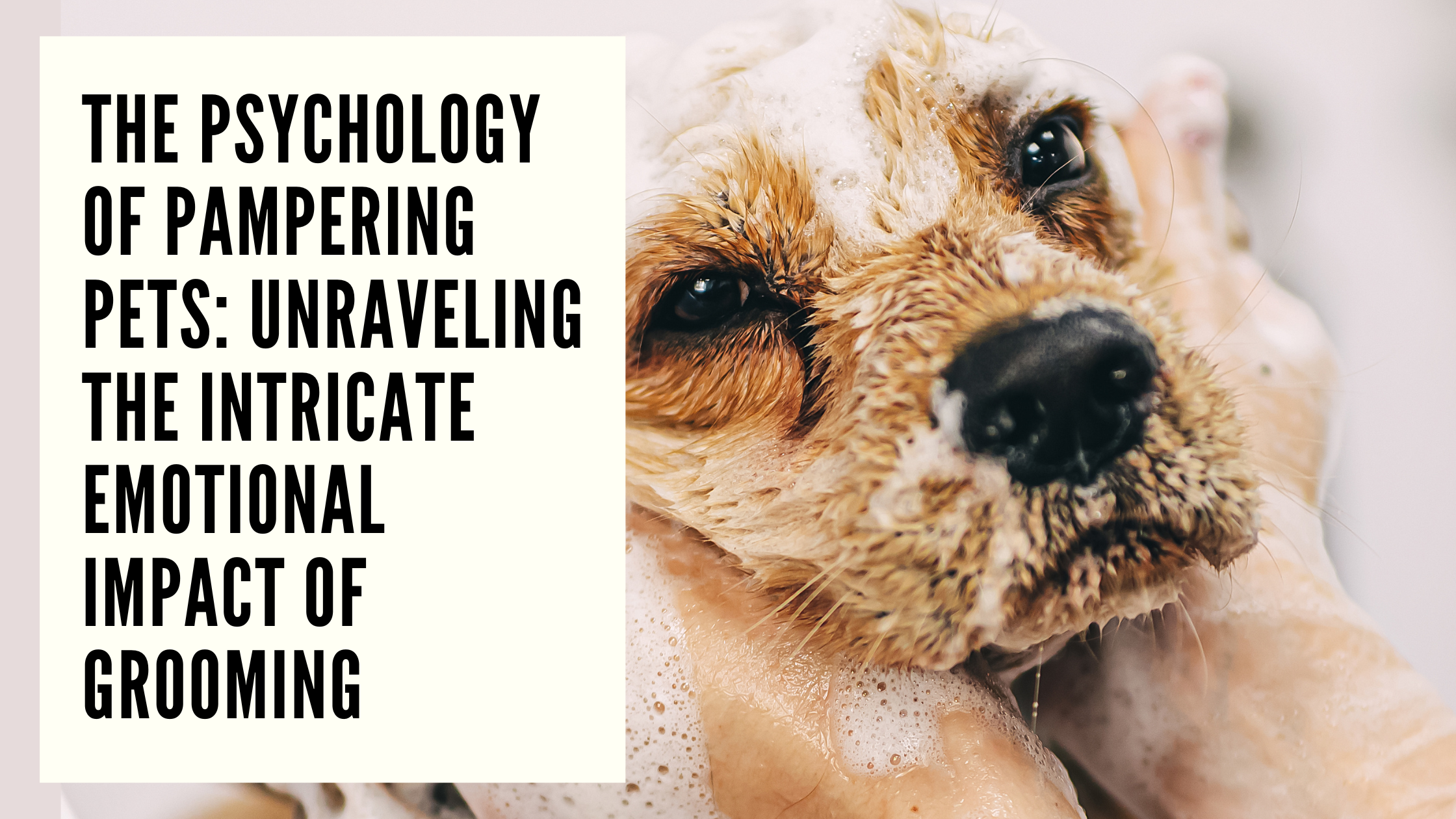 The Psychology of Pampering Pets Unraveling the Intricate Emotional Impact of Grooming