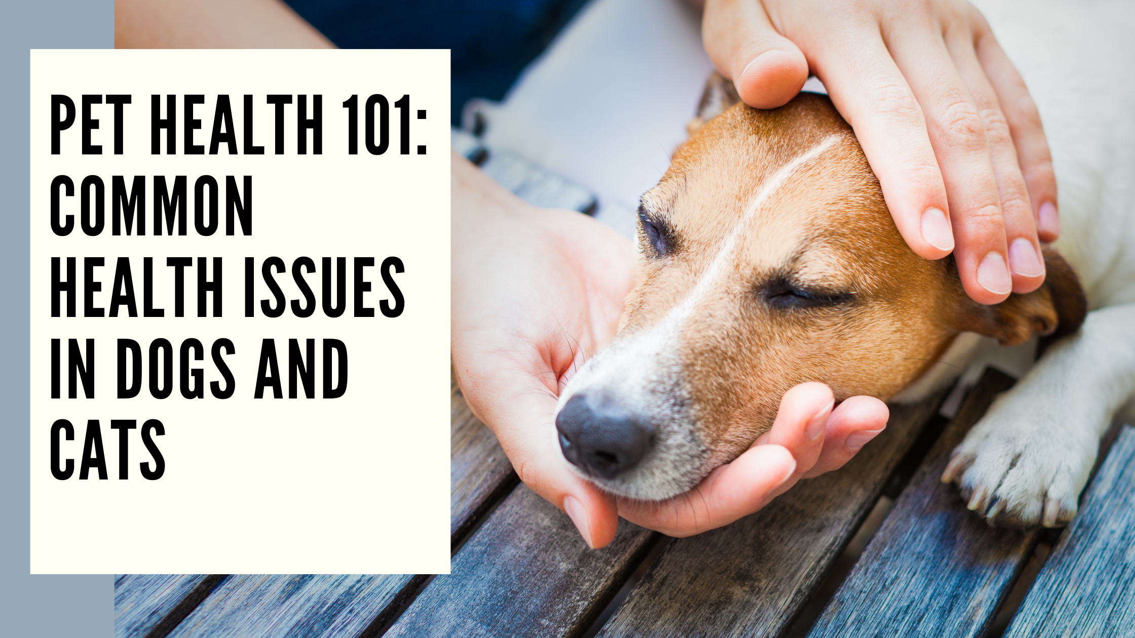 Pet Health 101 Common Health Issues in Dogs and Cats