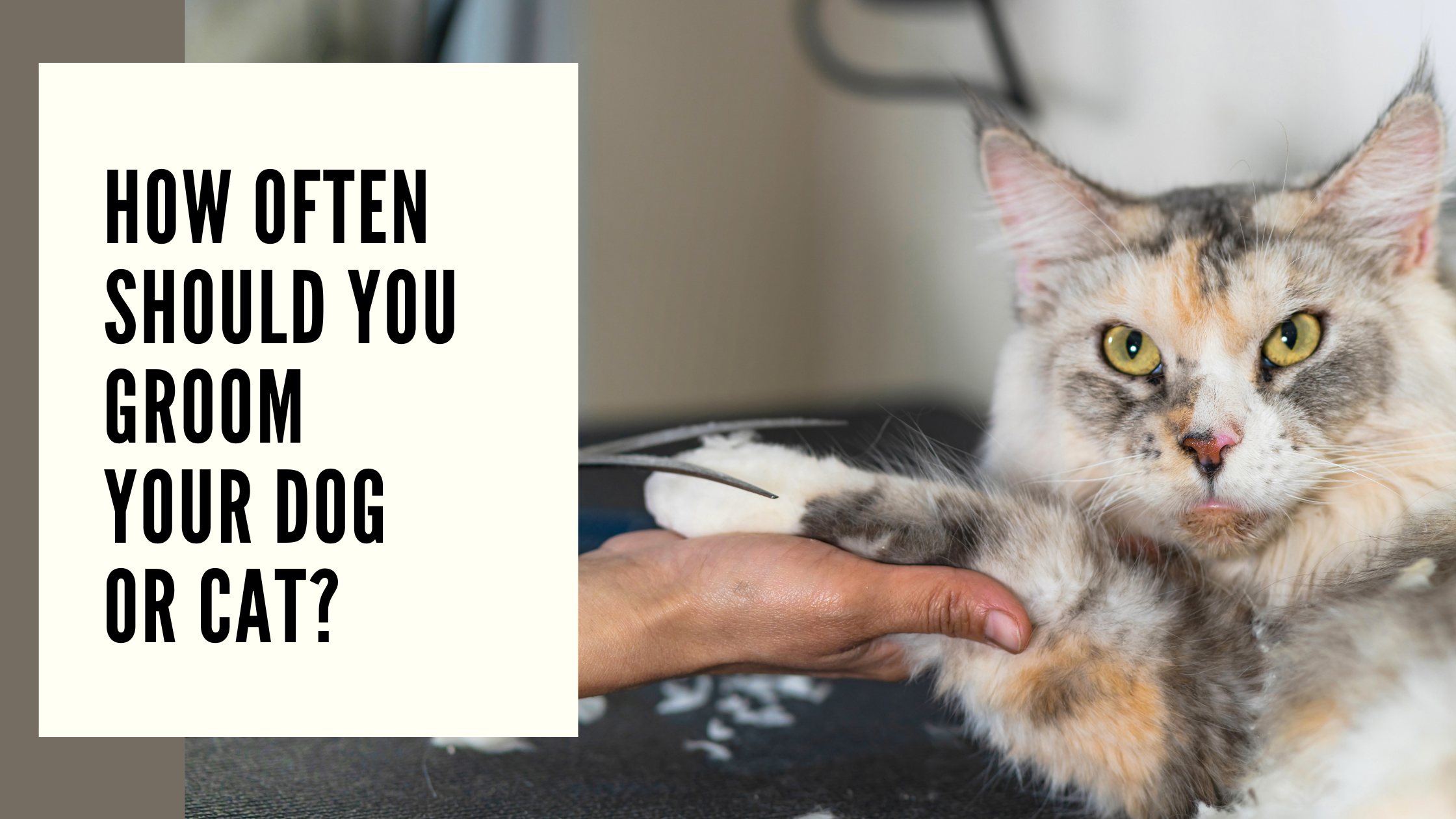 How Often Should You Groom Your Dog or Cat