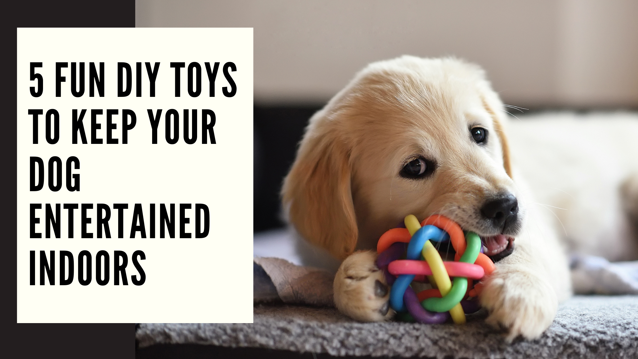 5 Fun DIY Toys to Keep Your Dog Entertained Indoors