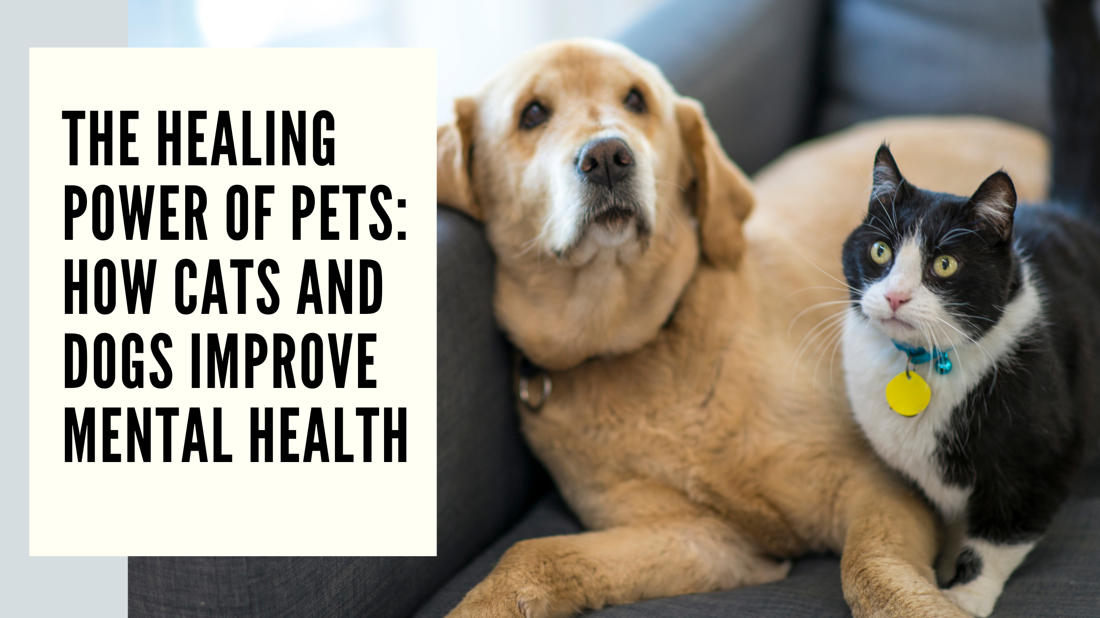 The Healing Power of Pets How Cats and Dogs Improve Mental Health