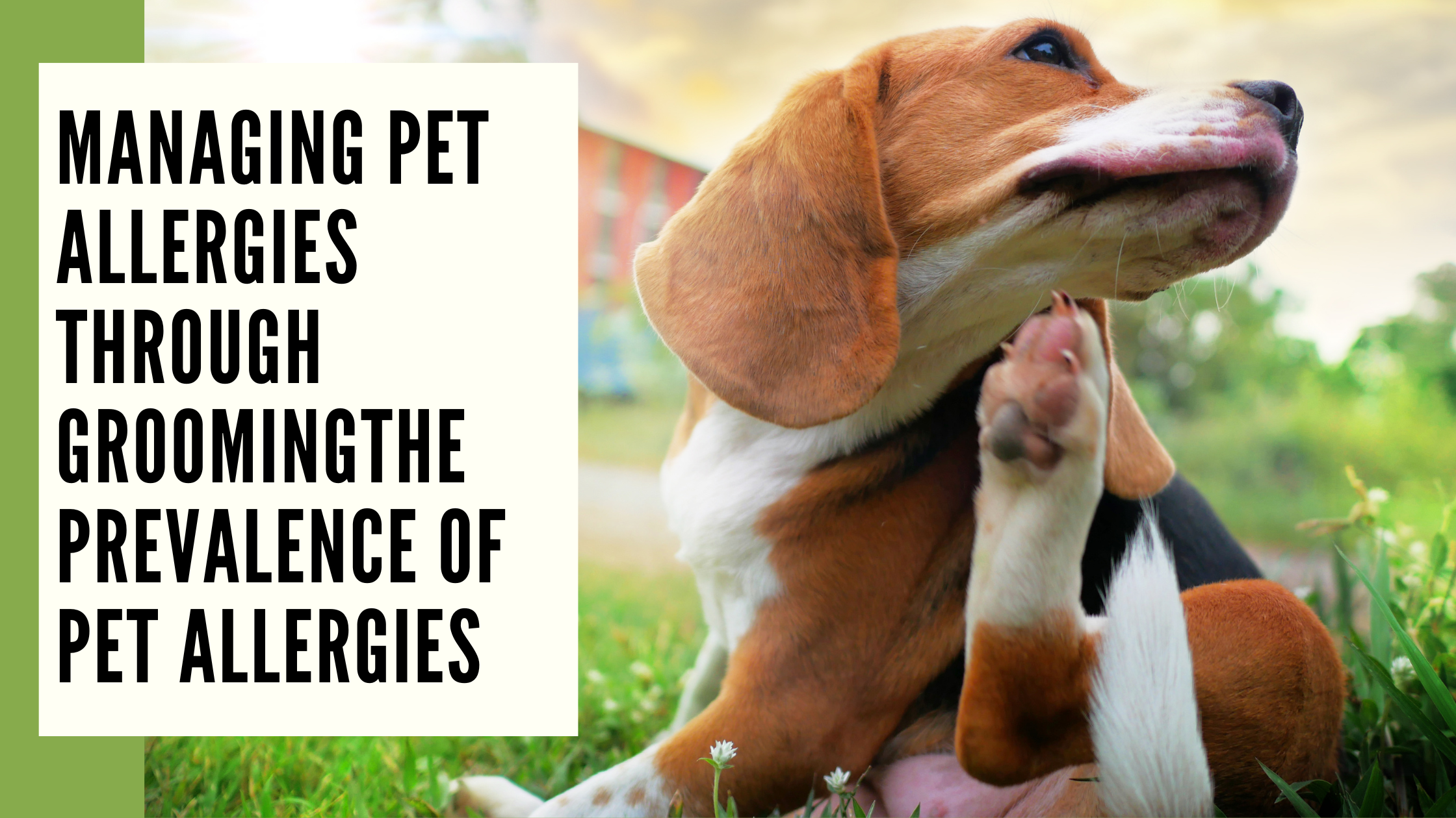 Managing Pet Allergies through GroomingThe Prevalence of Pet Allergies