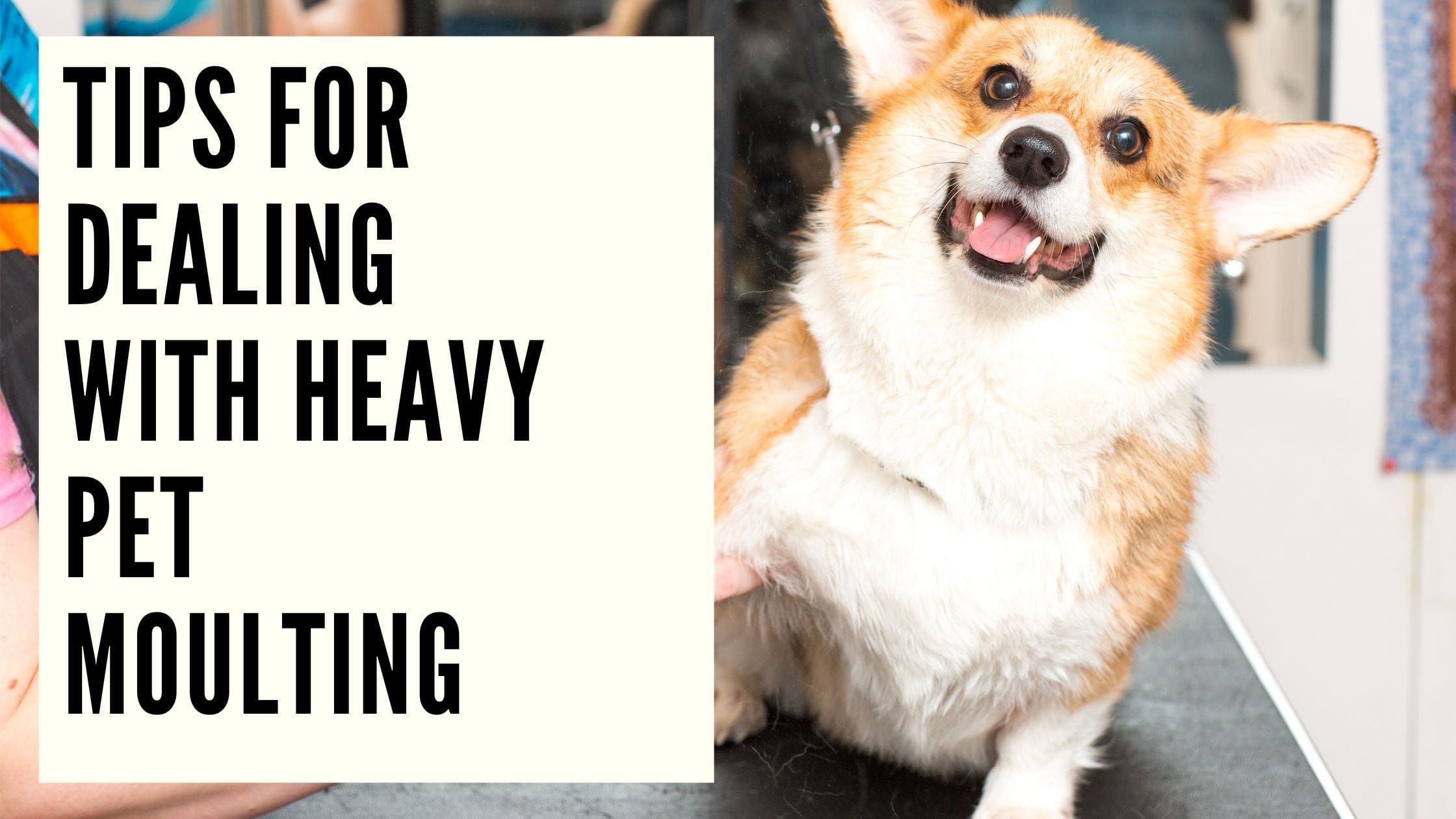 Tips for Dealing with Heavy Pet Moulting