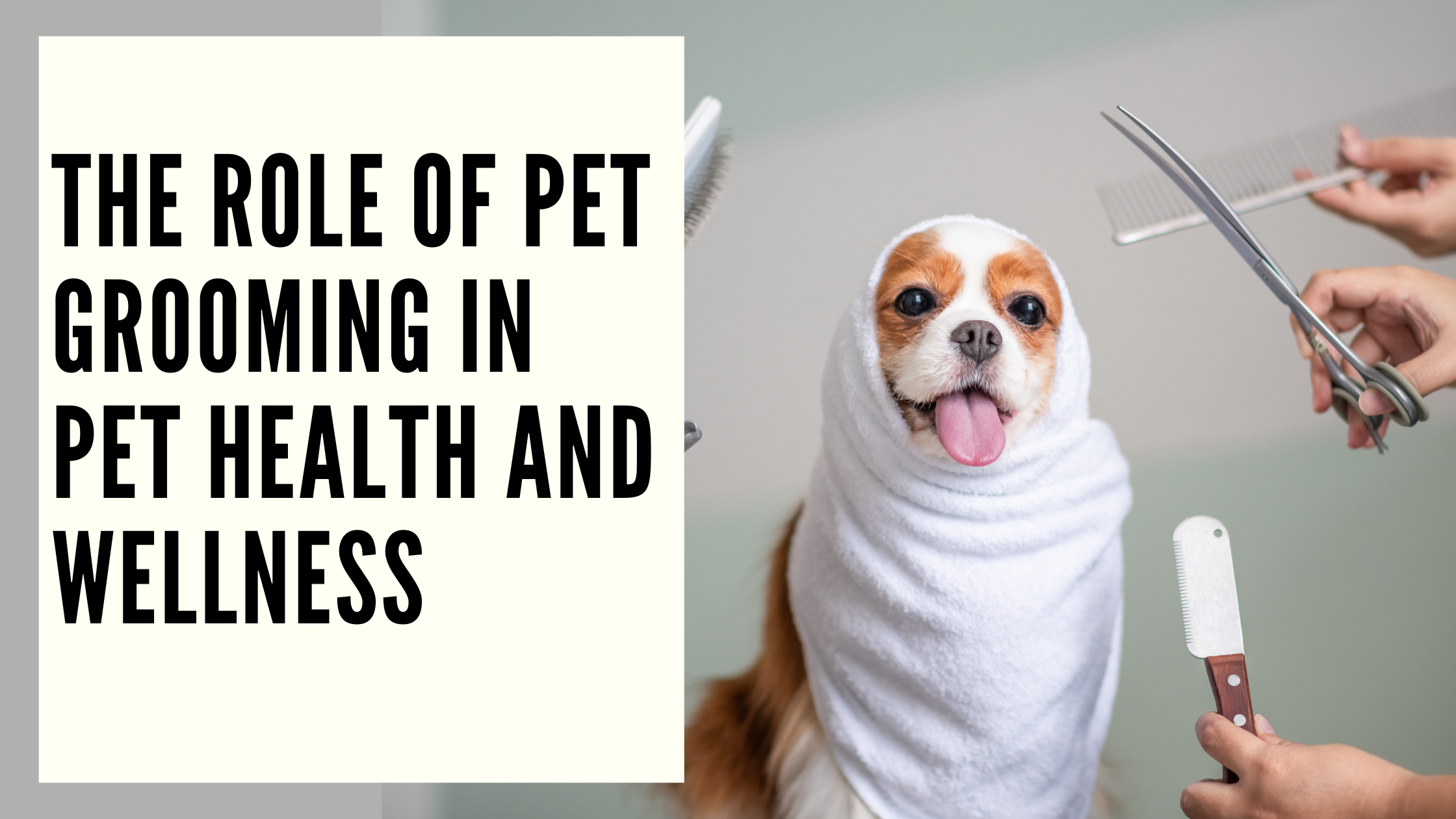 The Role of Pet Grooming in Pet Health and Wellness