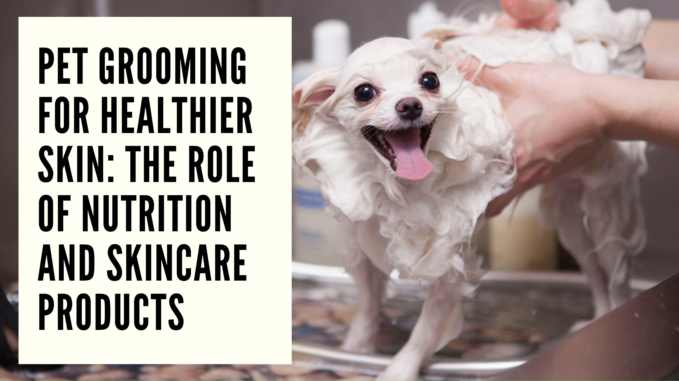 Pet Grooming for Healthier Skin The Role of Nutrition and Skincare Products