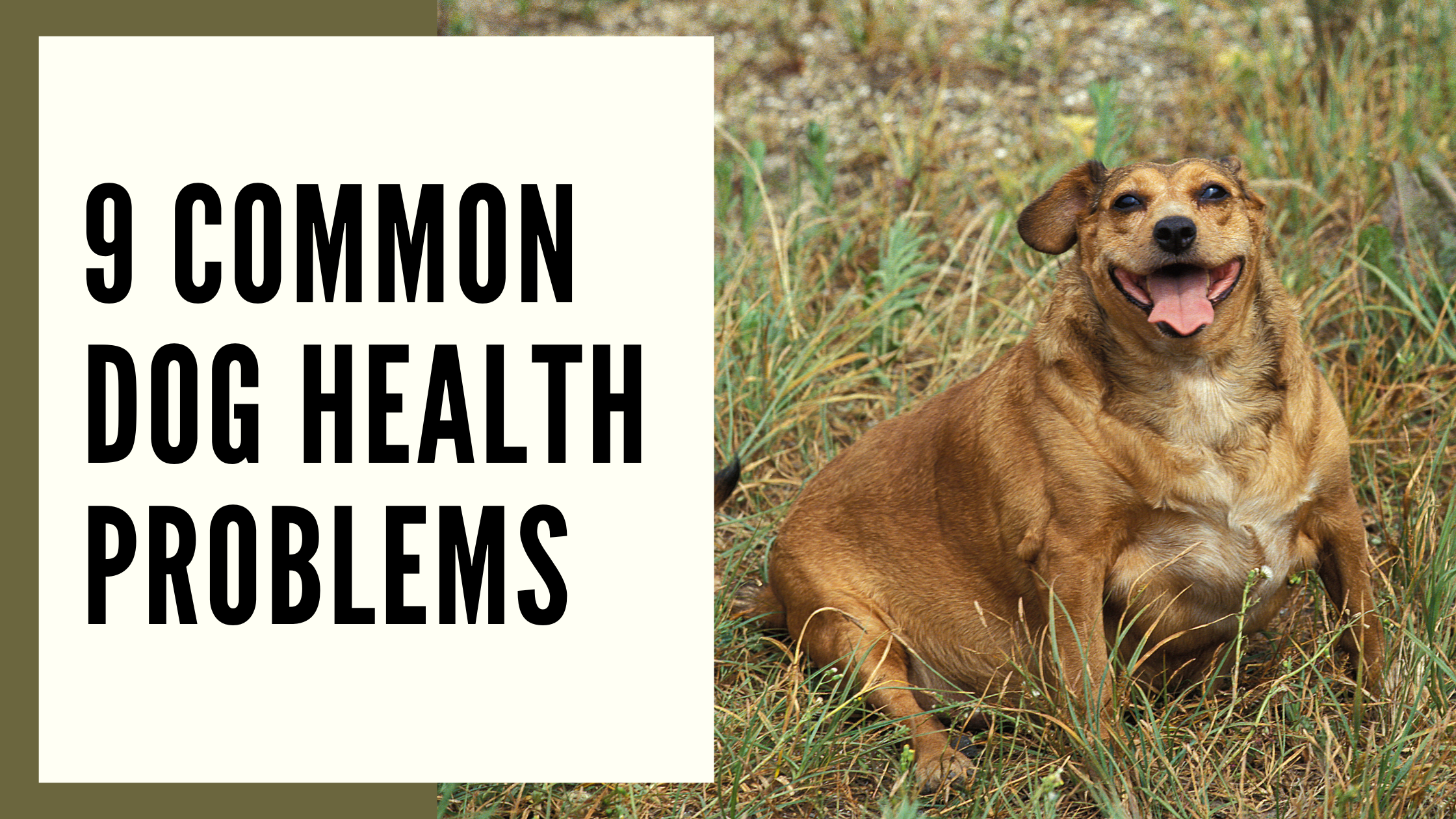 9 Common Dog Health Problems