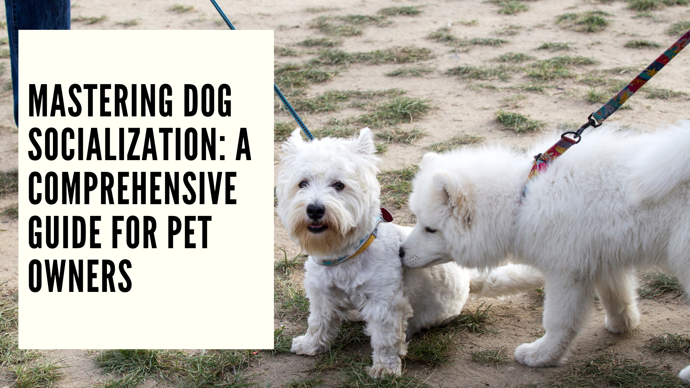 Mastering Dog Socialization A Comprehensive Guide for Pet Owners