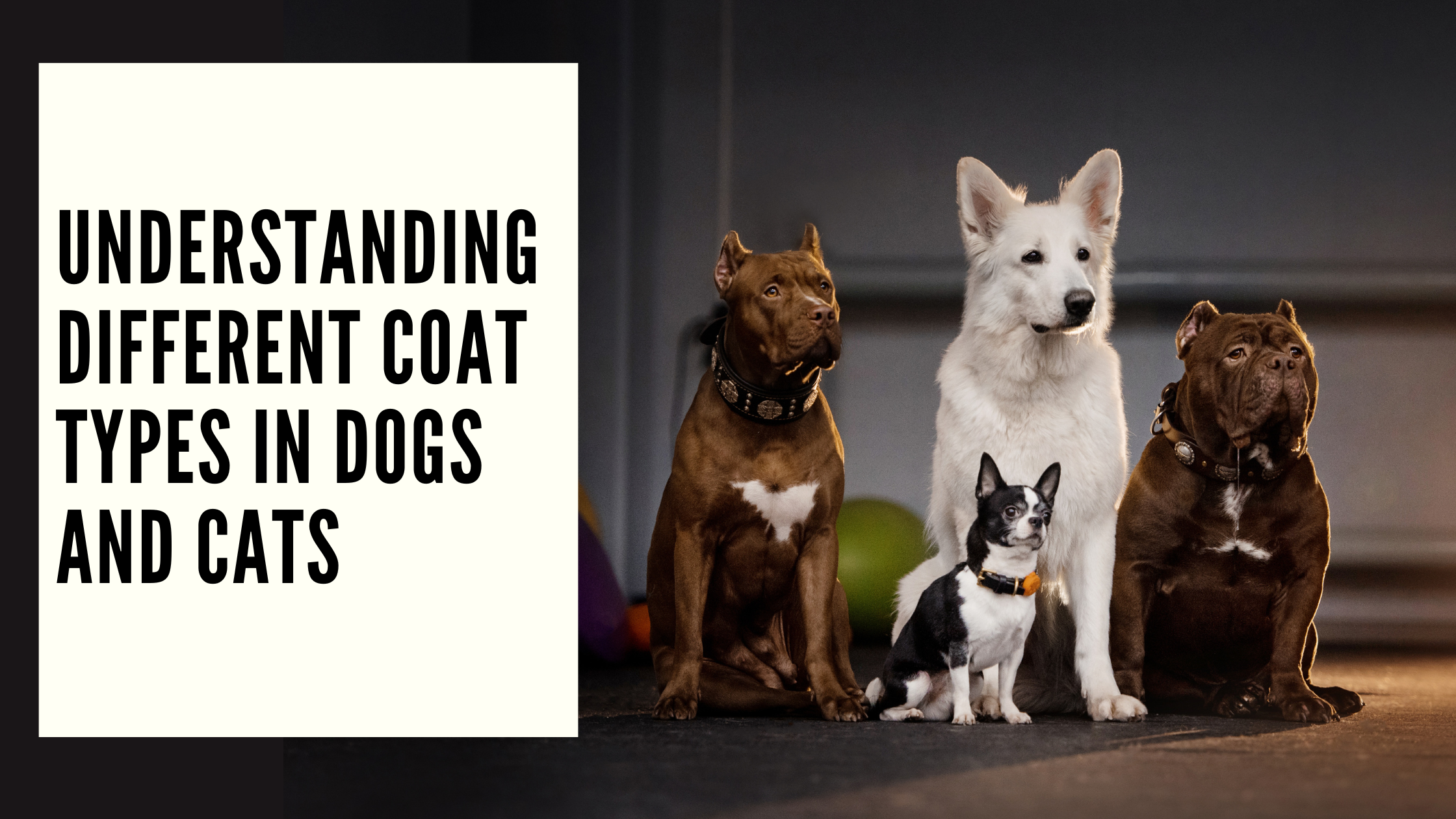 Understanding Different Coat Types in Dogs and Cats