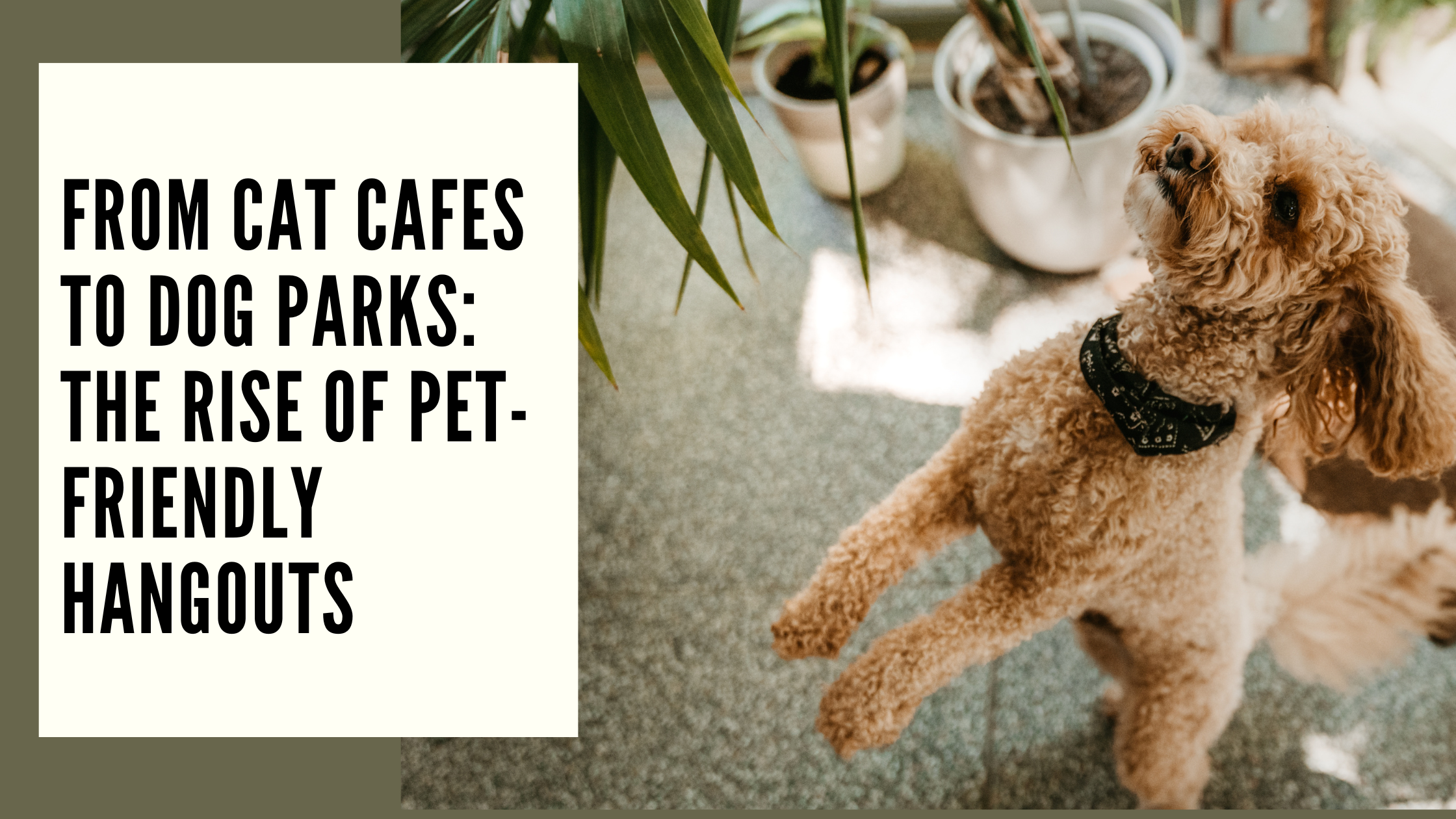From Cat Cafes to Dog Parks The Rise of Pet-Friendly Hangouts