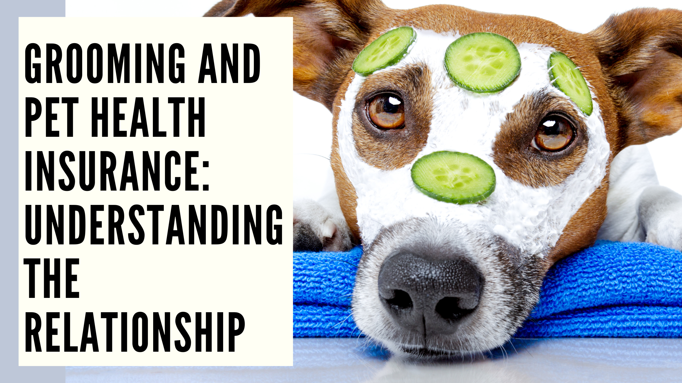 Grooming and Pet Health Insurance Understanding the Relationship