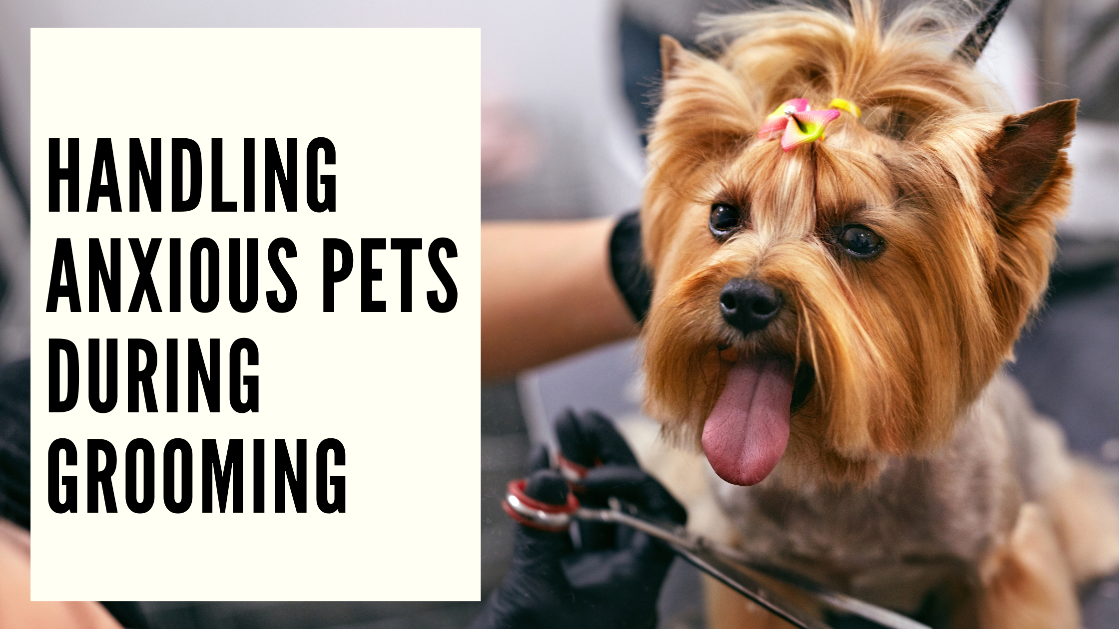 Handling Anxious Pets during Grooming