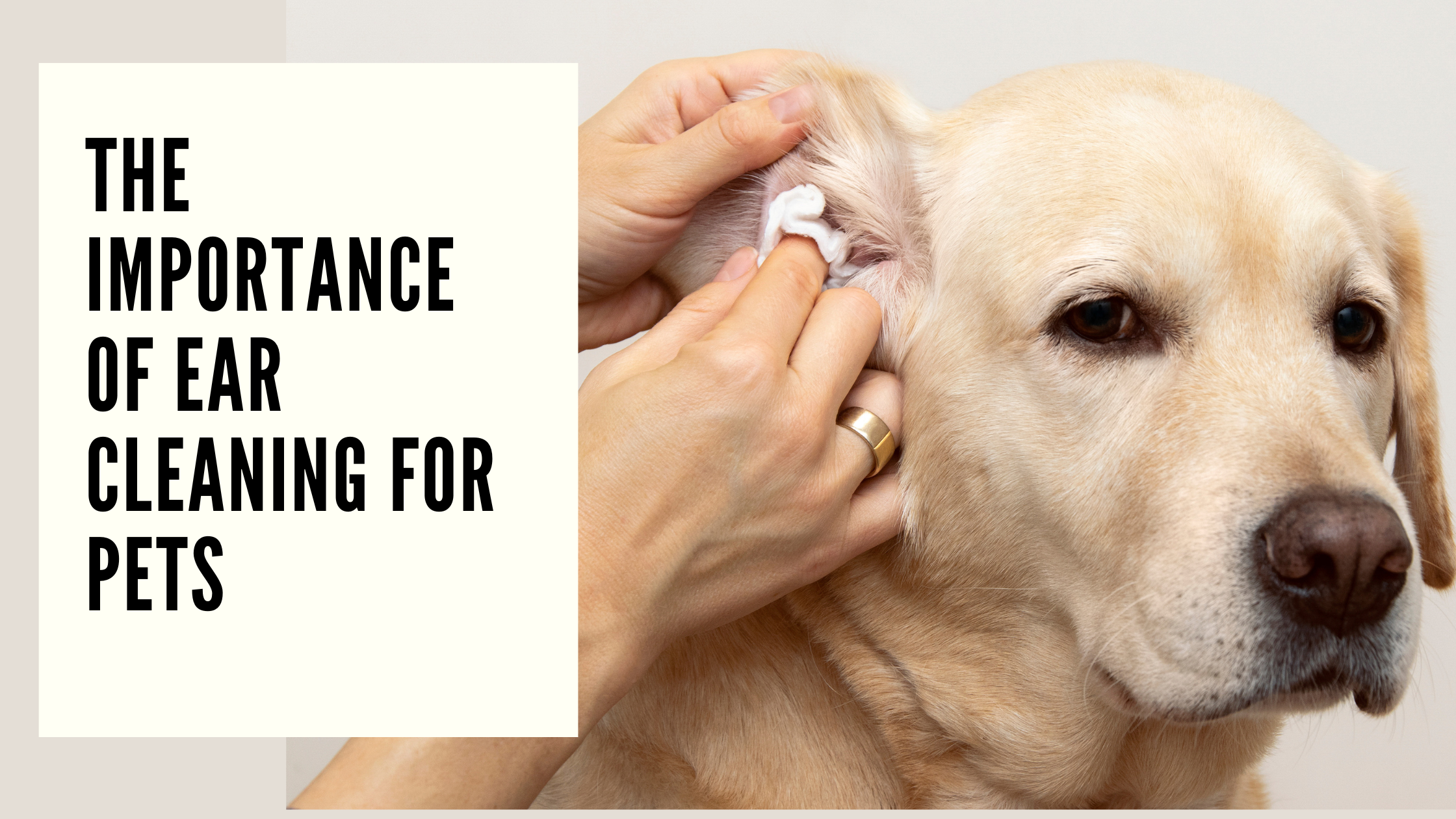 The Importance of Ear Cleaning for Pets