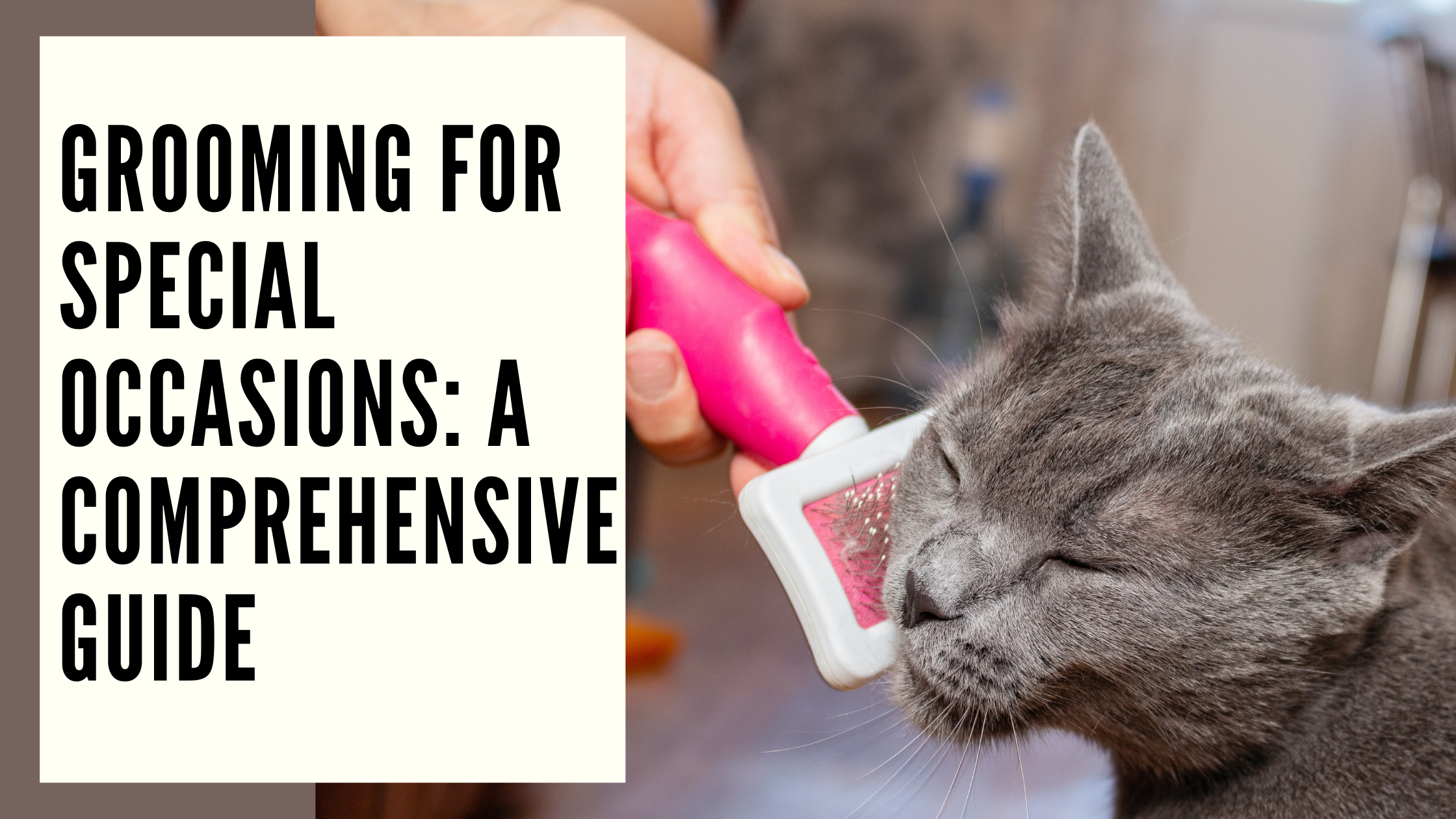 Grooming for Special Occasions A Comprehensive Guide