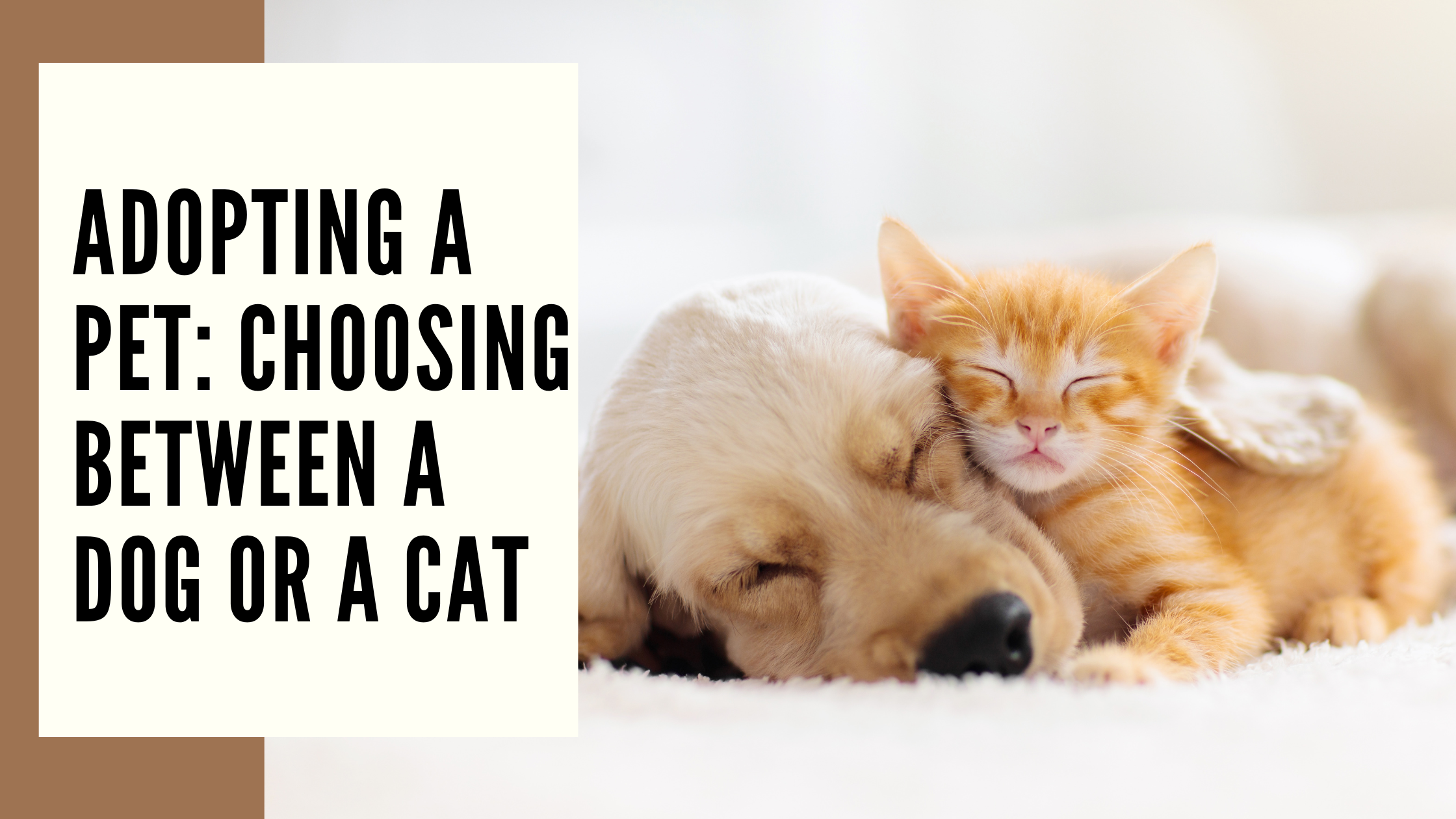 Adopting a Pet Choosing Between a Dog or a Cat