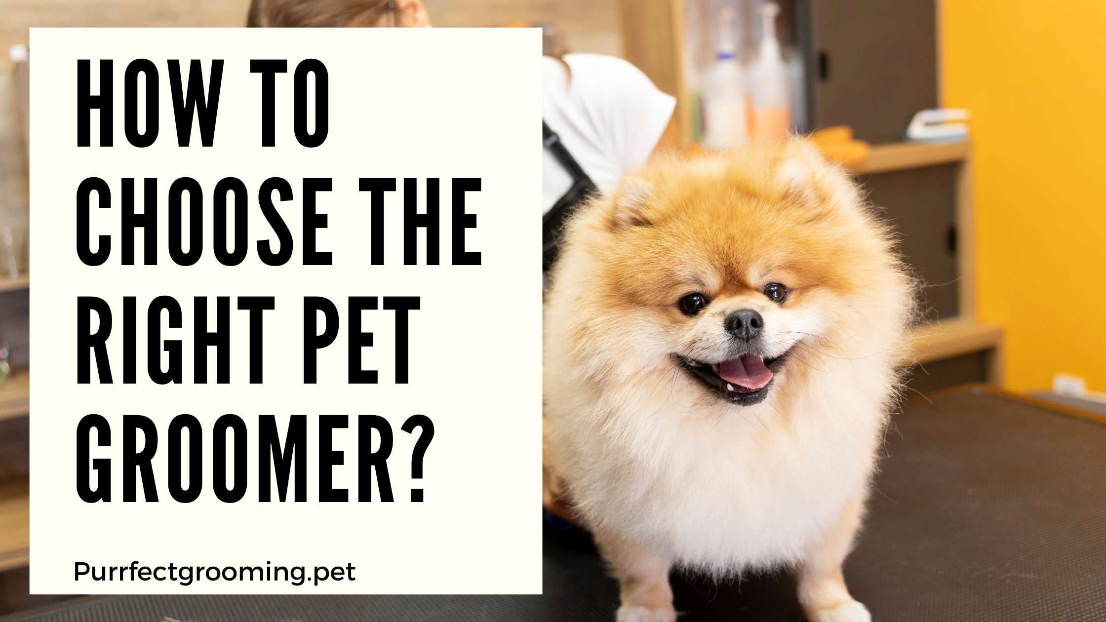 How to Choose the Right Pet Groomer