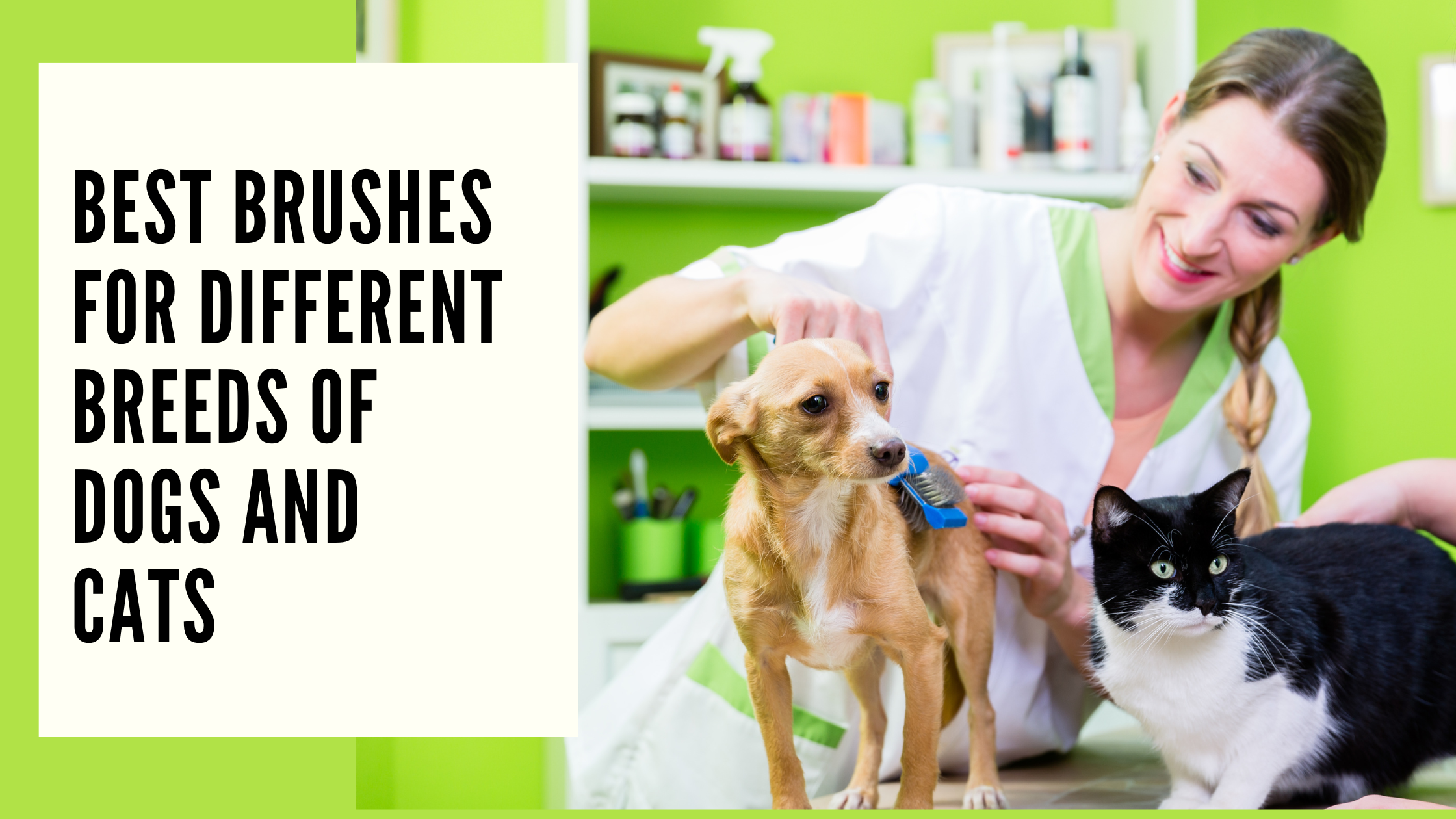 Best Brushes for Different Breeds of Dogs and Cats A Comprehensive Guide