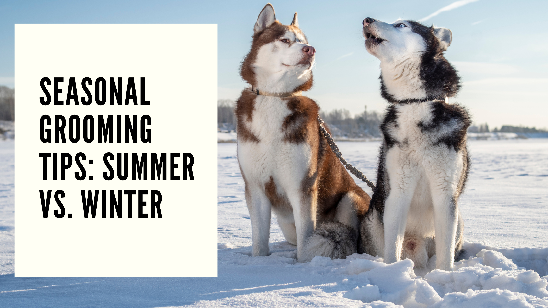 Seasonal Grooming Tips Summer vs. Winter