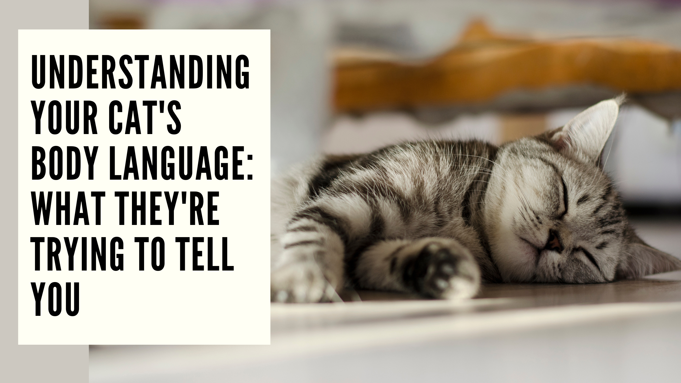 Understanding Your Cat's Body Language What They're Trying to Tell You