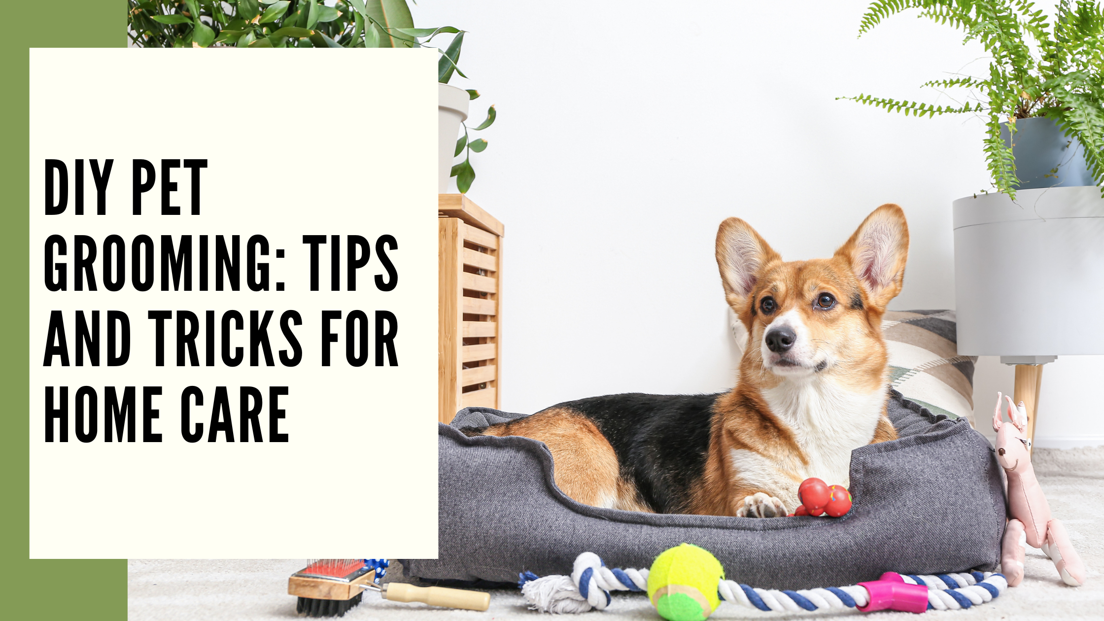 DIY Pet Grooming Tips and Tricks for Home Care