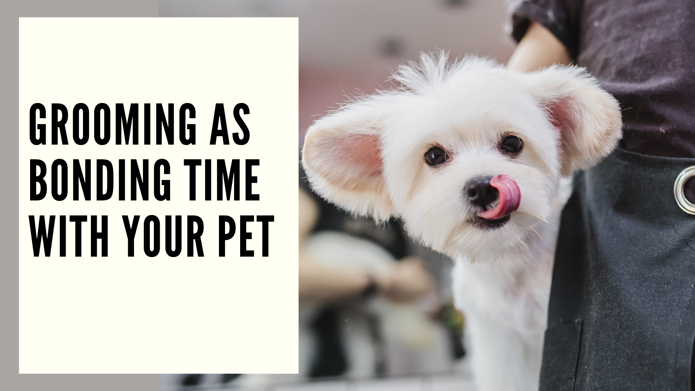 Grooming as Bonding Time with Your Pet