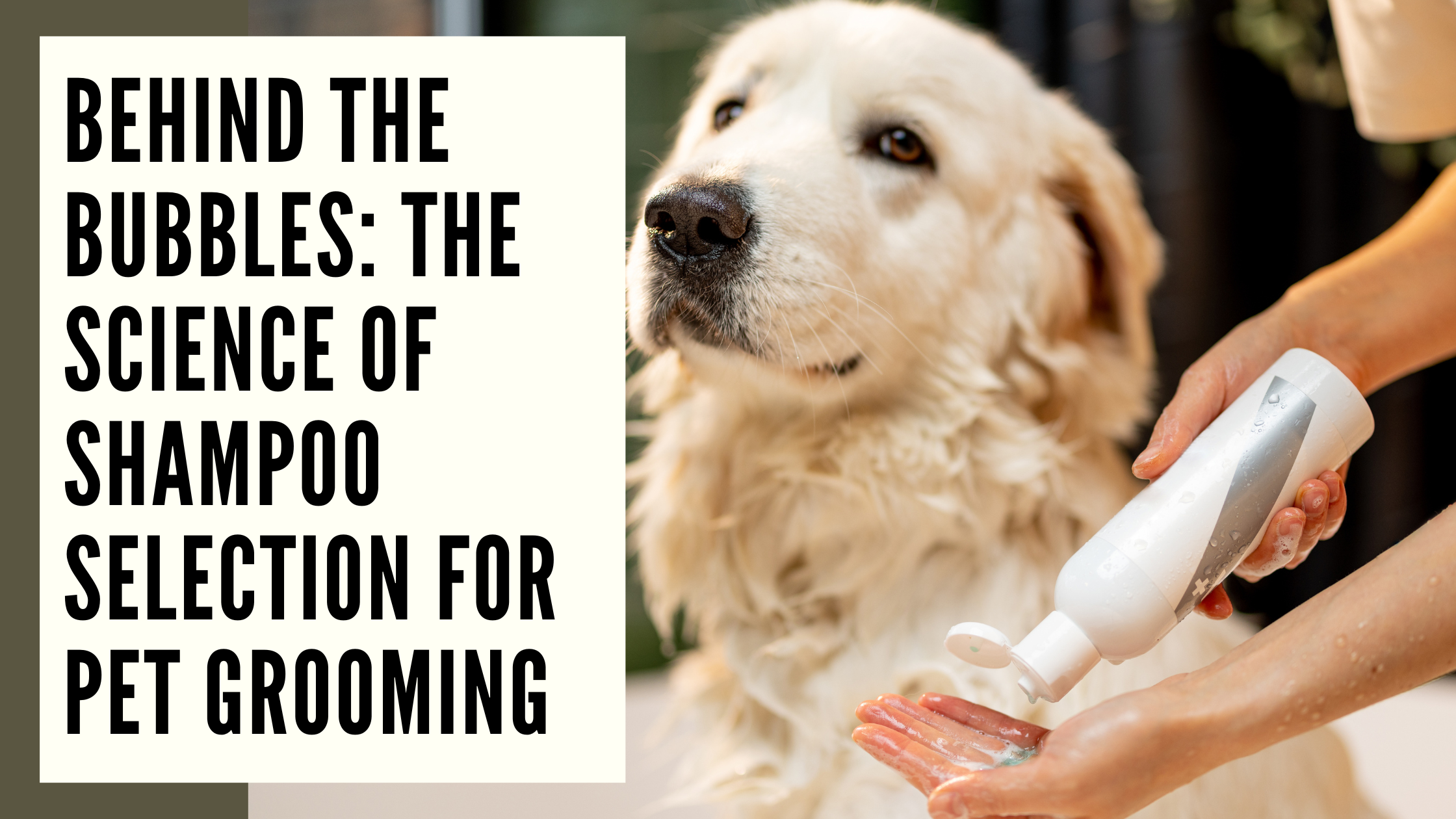 Behind the Bubbles The Science of Shampoo Selection for Pet Grooming