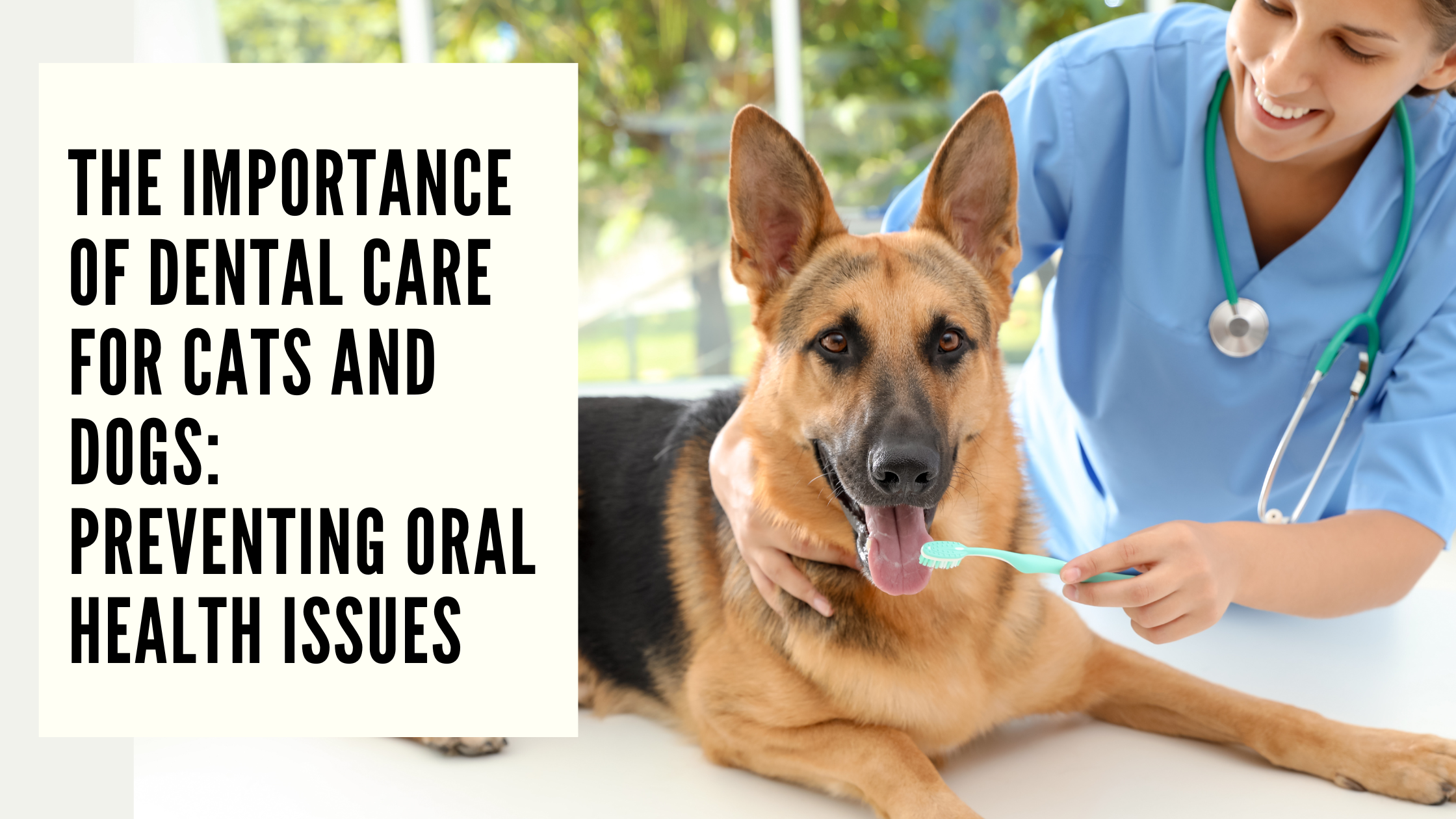 The Importance of Dental Care for Cats and Dogs Preventing Oral Health Issues