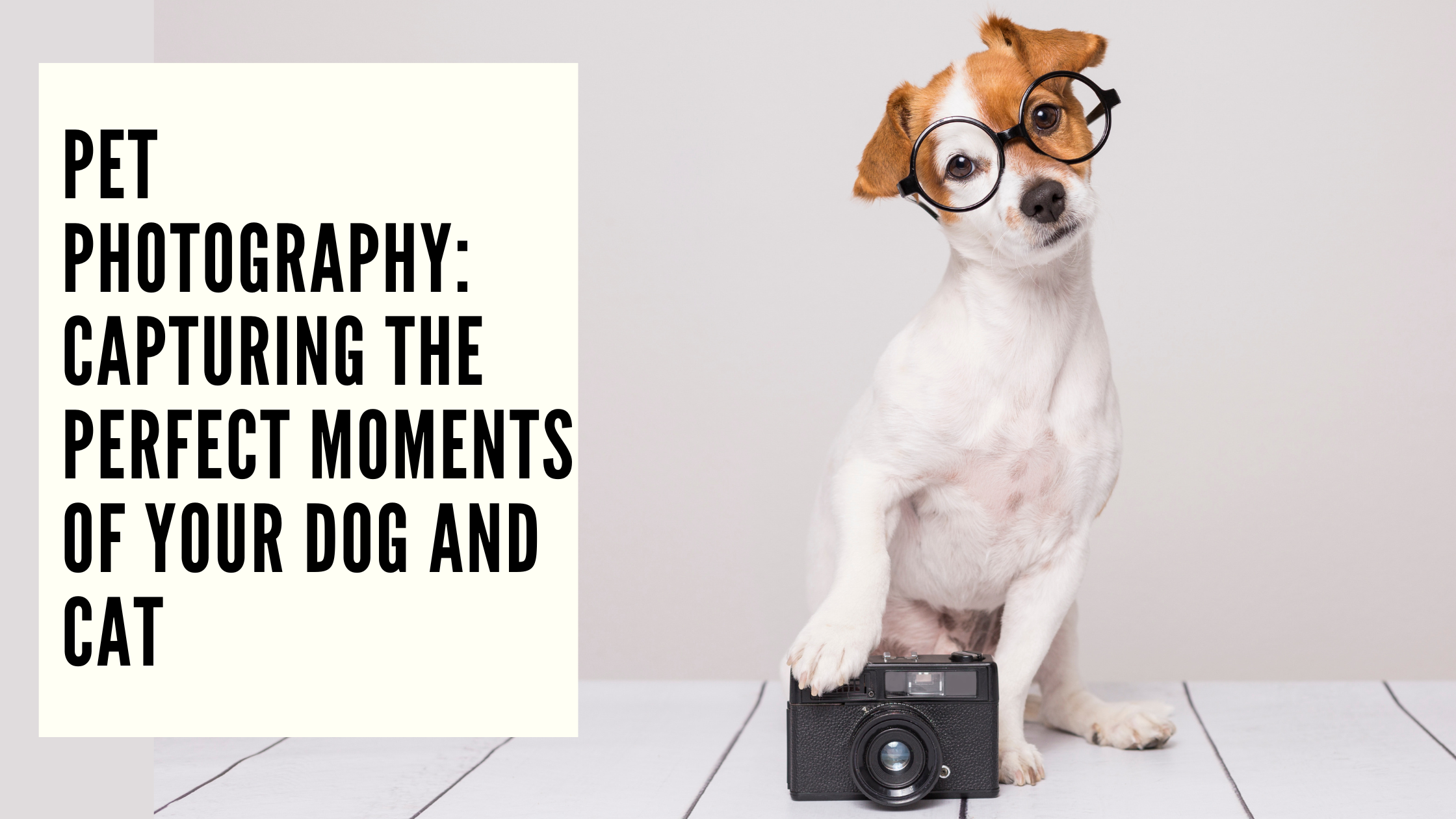 Pet Photography Capturing the Perfect Moments of Your Dog and Cat