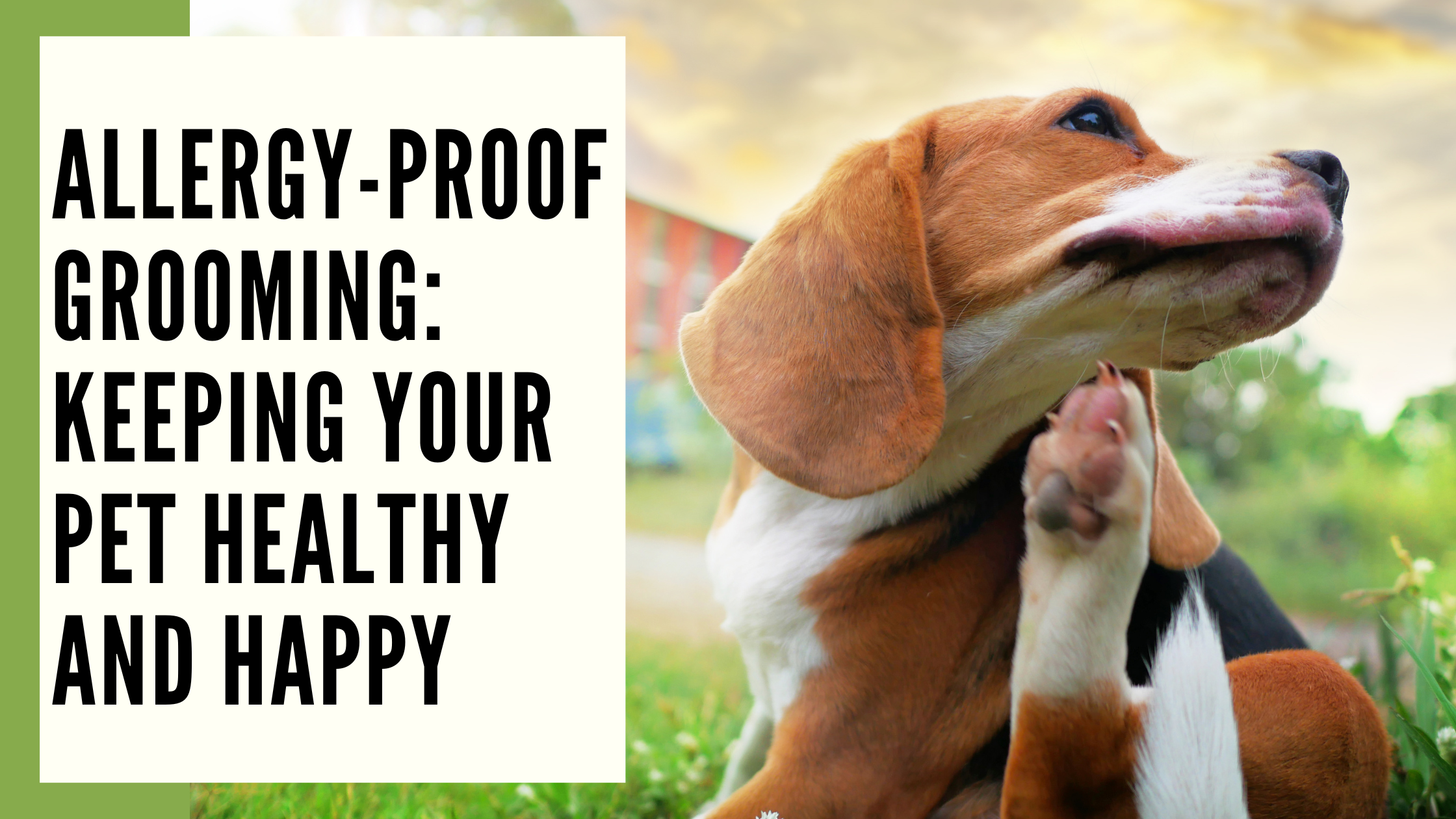 Allergy-Proof Grooming Keeping Your Pet Healthy and Happy