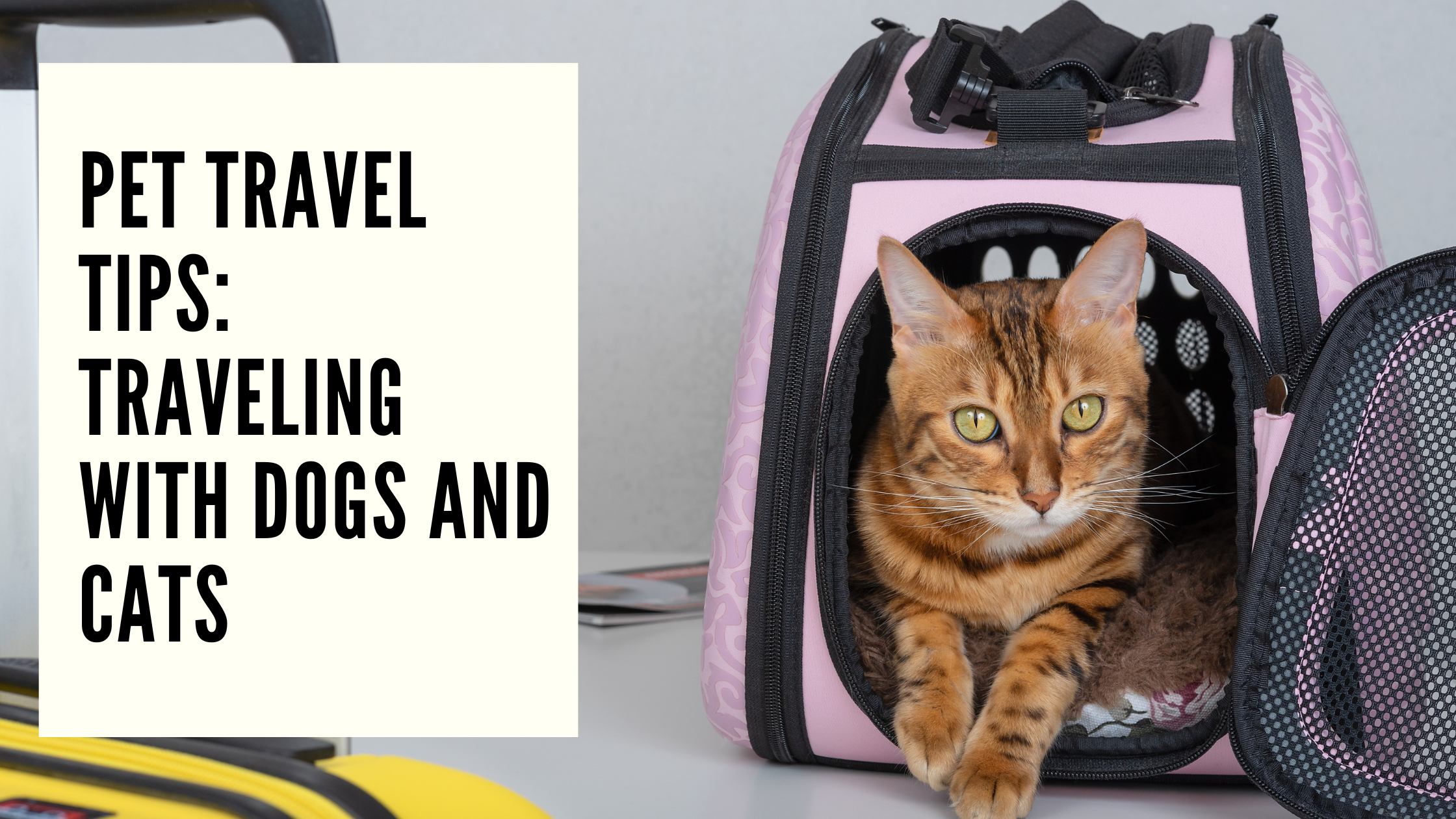 Pet Travel Tips Traveling with Dogs and Cats