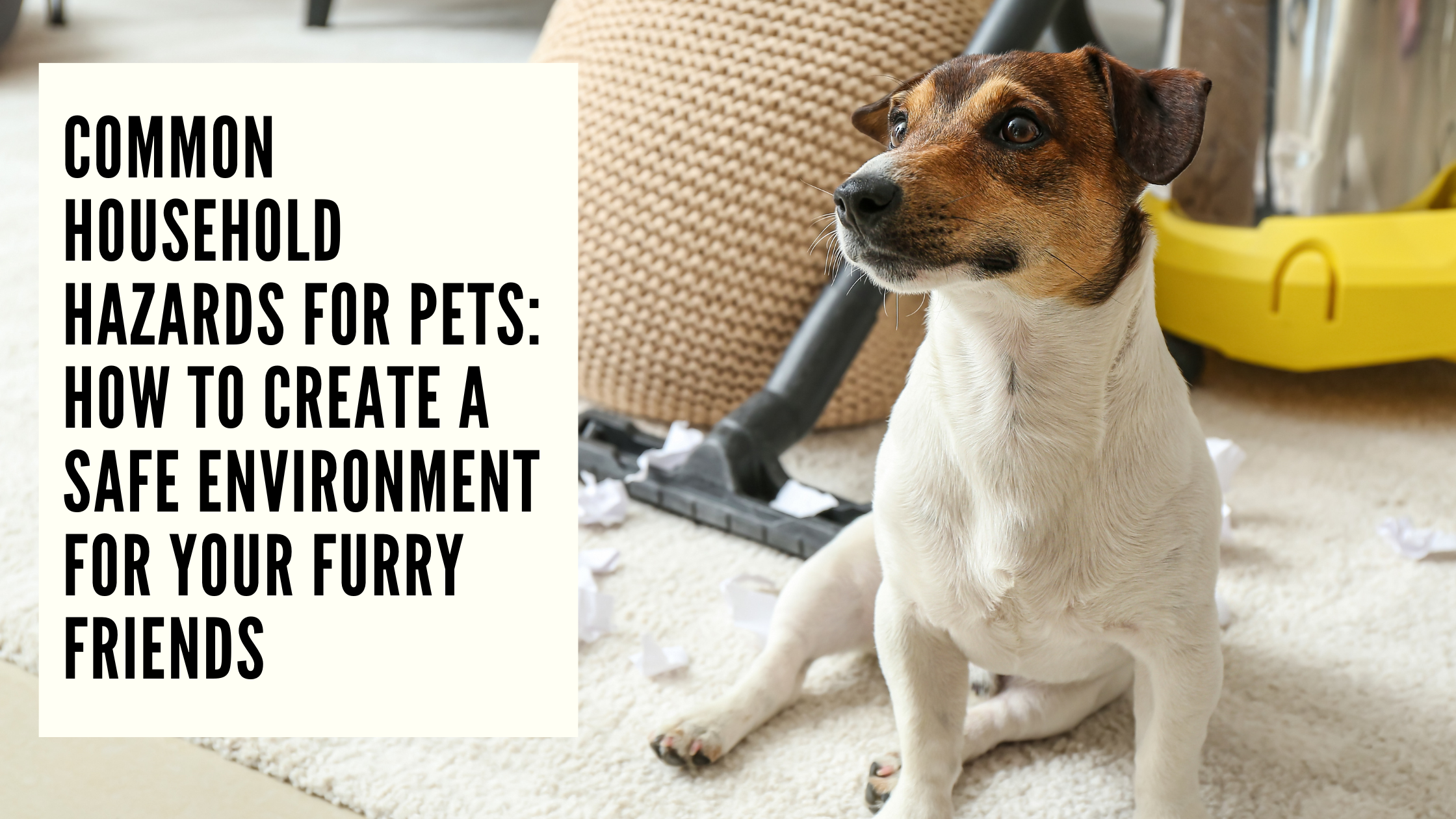 Common Household Hazards for Pets How to Create a Safe Environment for Your Furry Friends