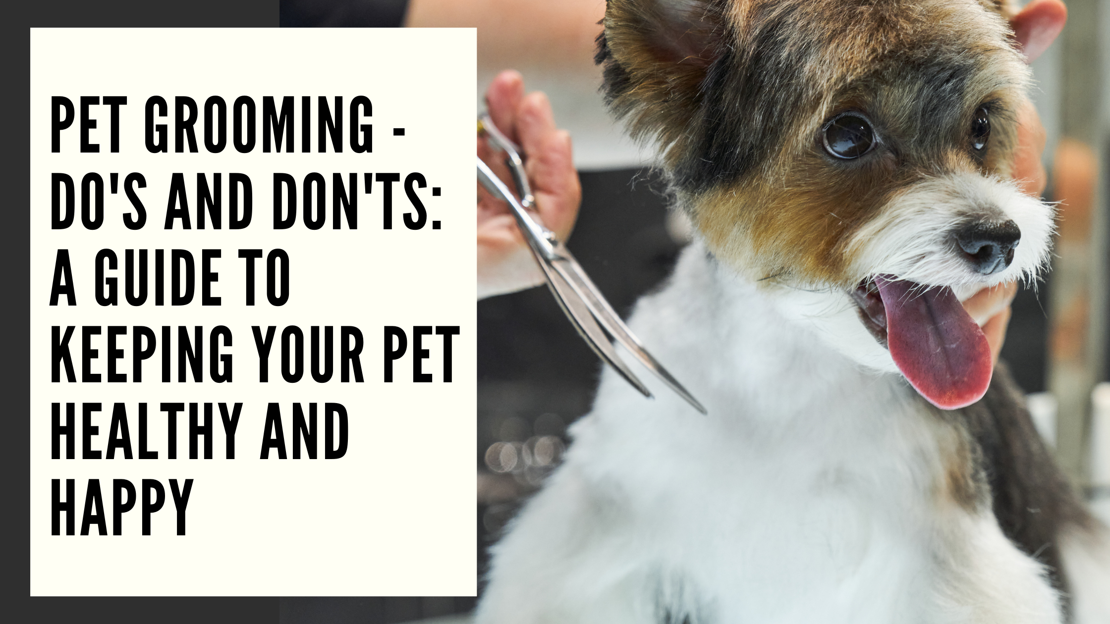 Pet Grooming - Do's and Don'ts A Comprehensive Guide to Keeping Your Pet Healthy and Happy