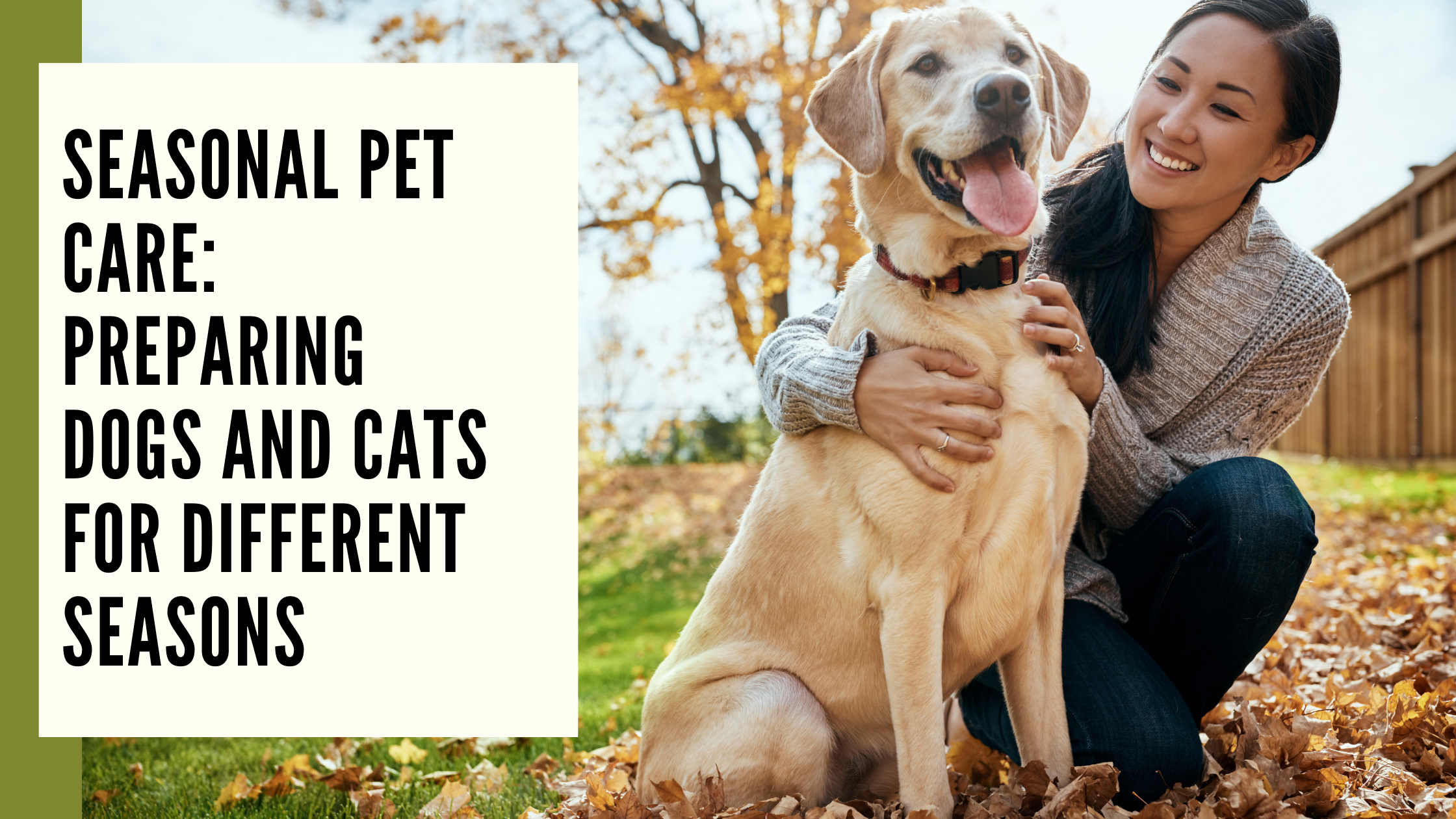 Seasonal Pet Care Preparing Dogs and Cats for Different Seasons