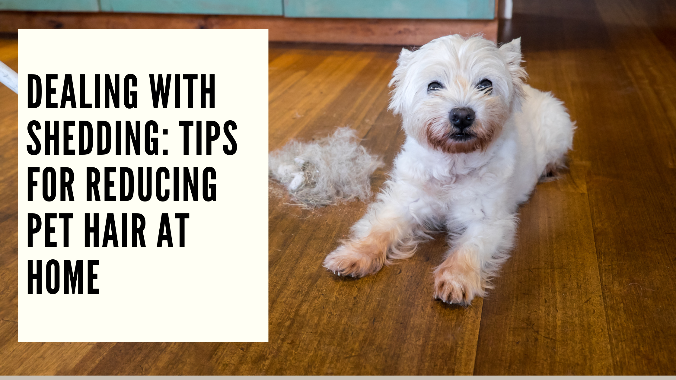 Dealing with Shedding Tips for Reducing Pet Hair at Home