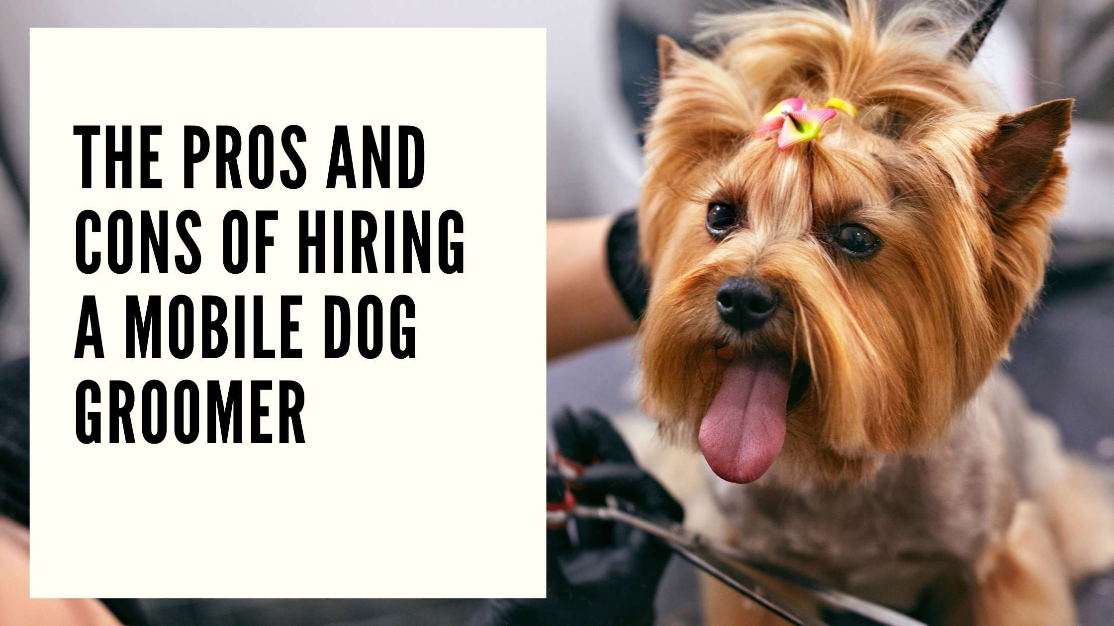 The Pros and Cons of Hiring a Mobile Dog Groomer