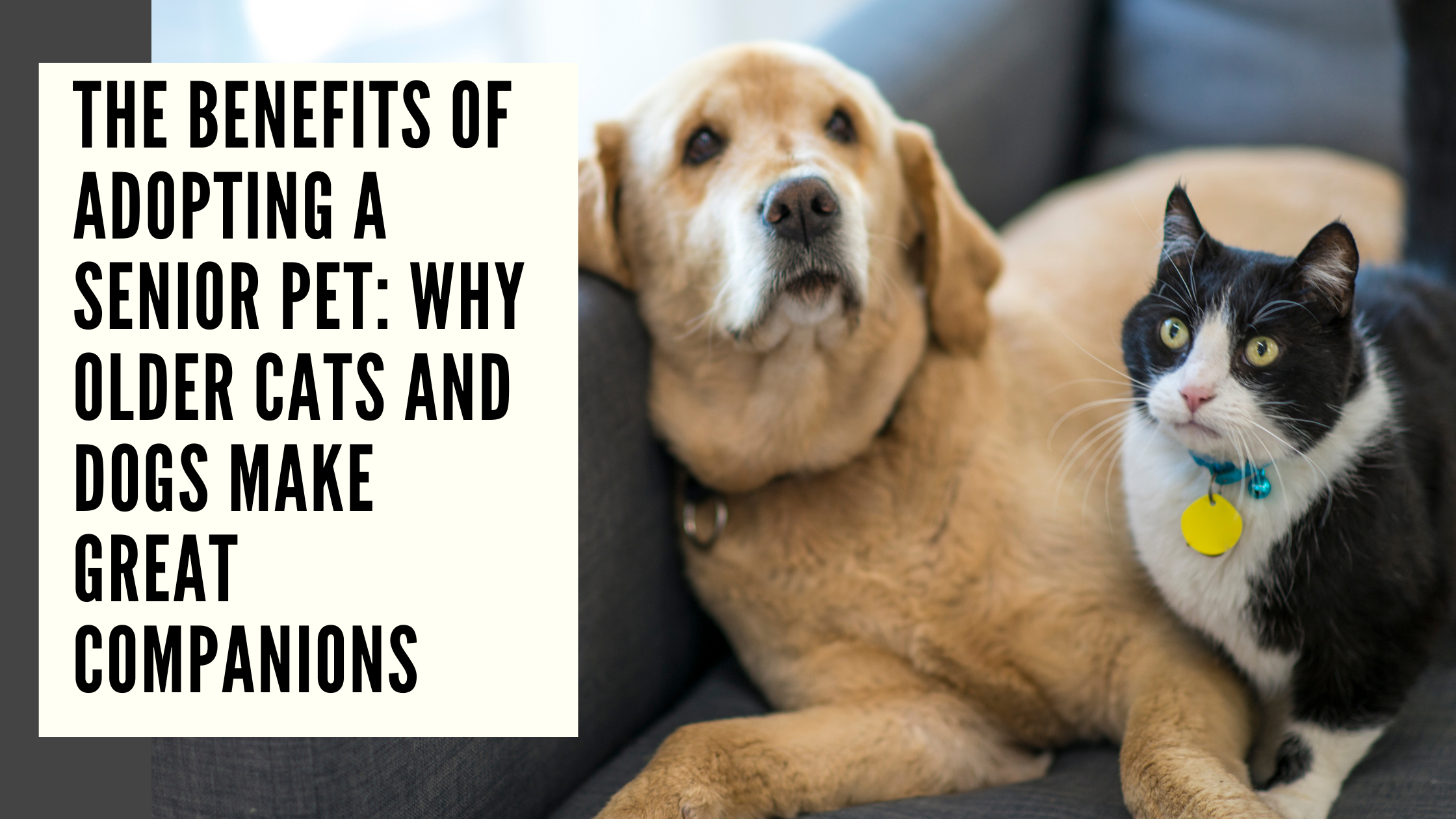 The Benefits of Adopting a Senior Pet Why Older Cats and Dogs Make Great Companions