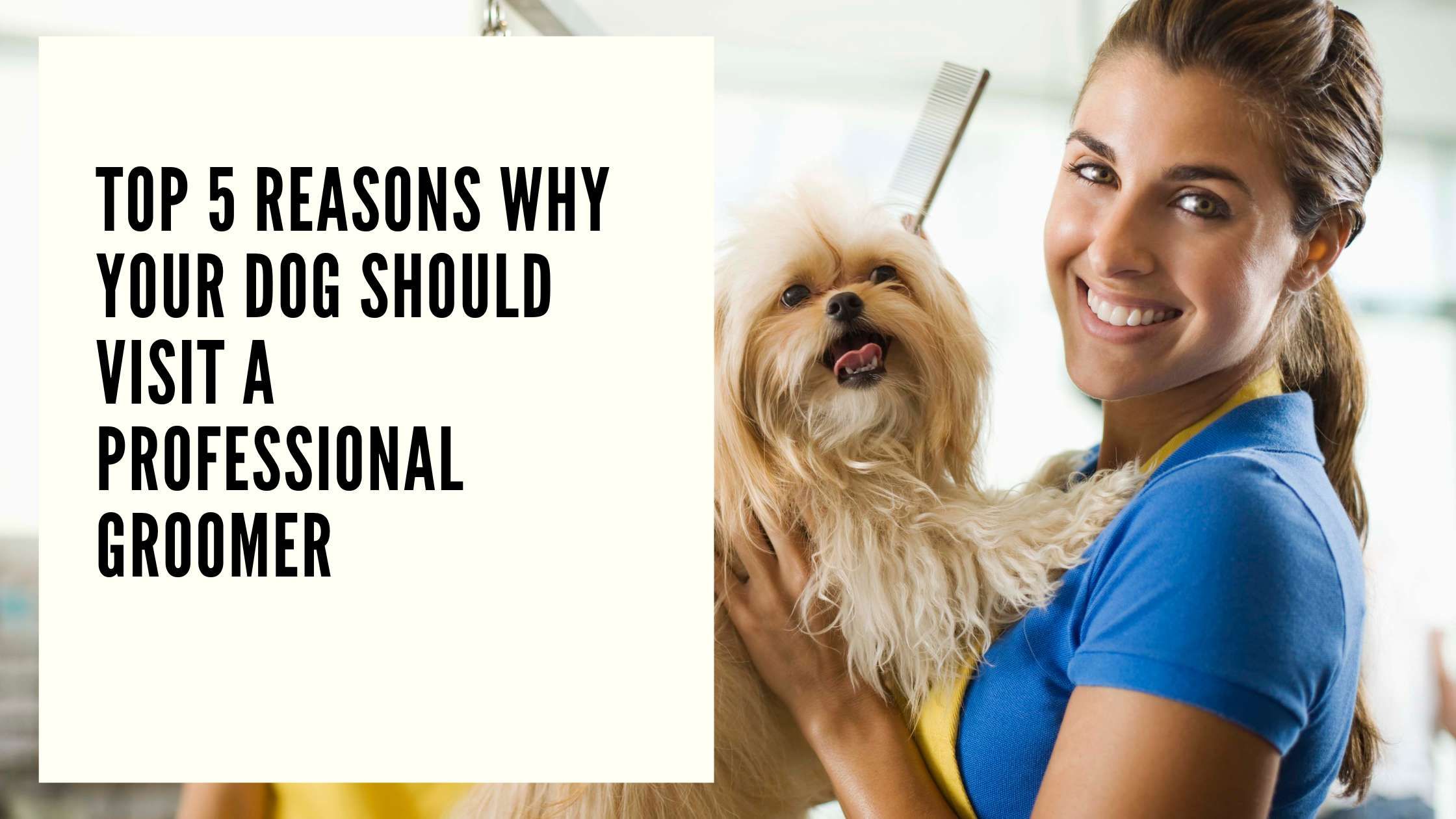 Top 5 Reasons Why Your Dog Should Visit a Professional Groomer