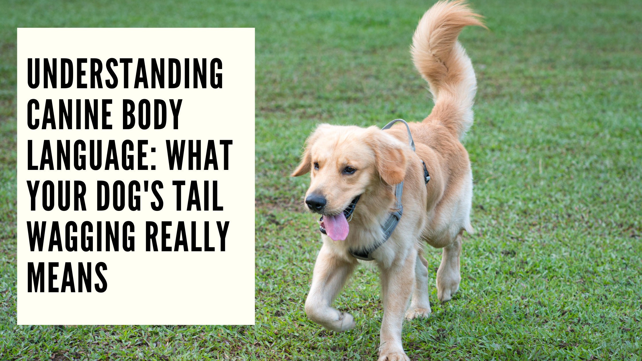 Understanding Canine Body Language What Your Dog's Tail Wagging Really Means