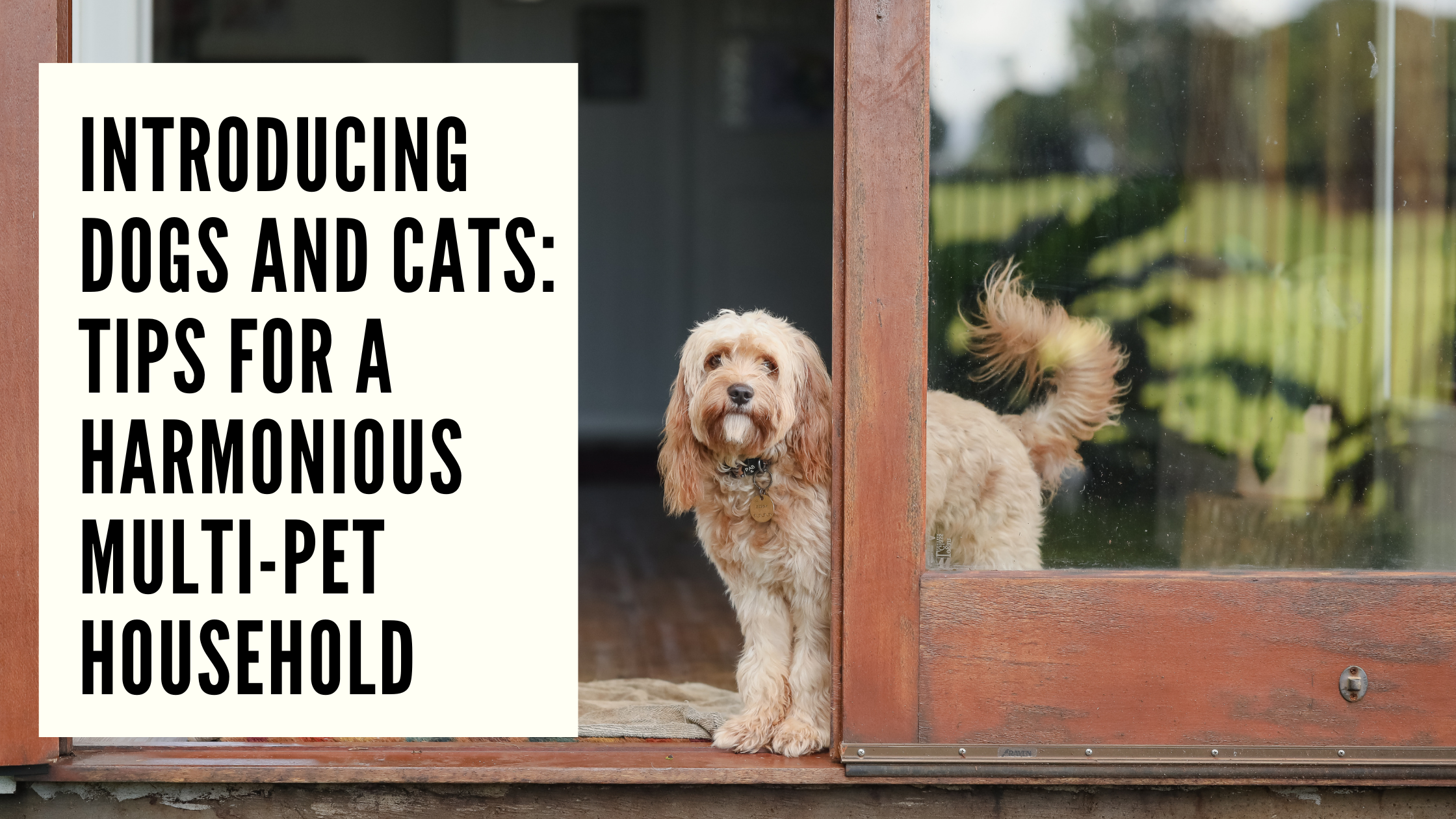 Introducing Dogs and Cats Tips for a Harmonious Multi-Pet Household