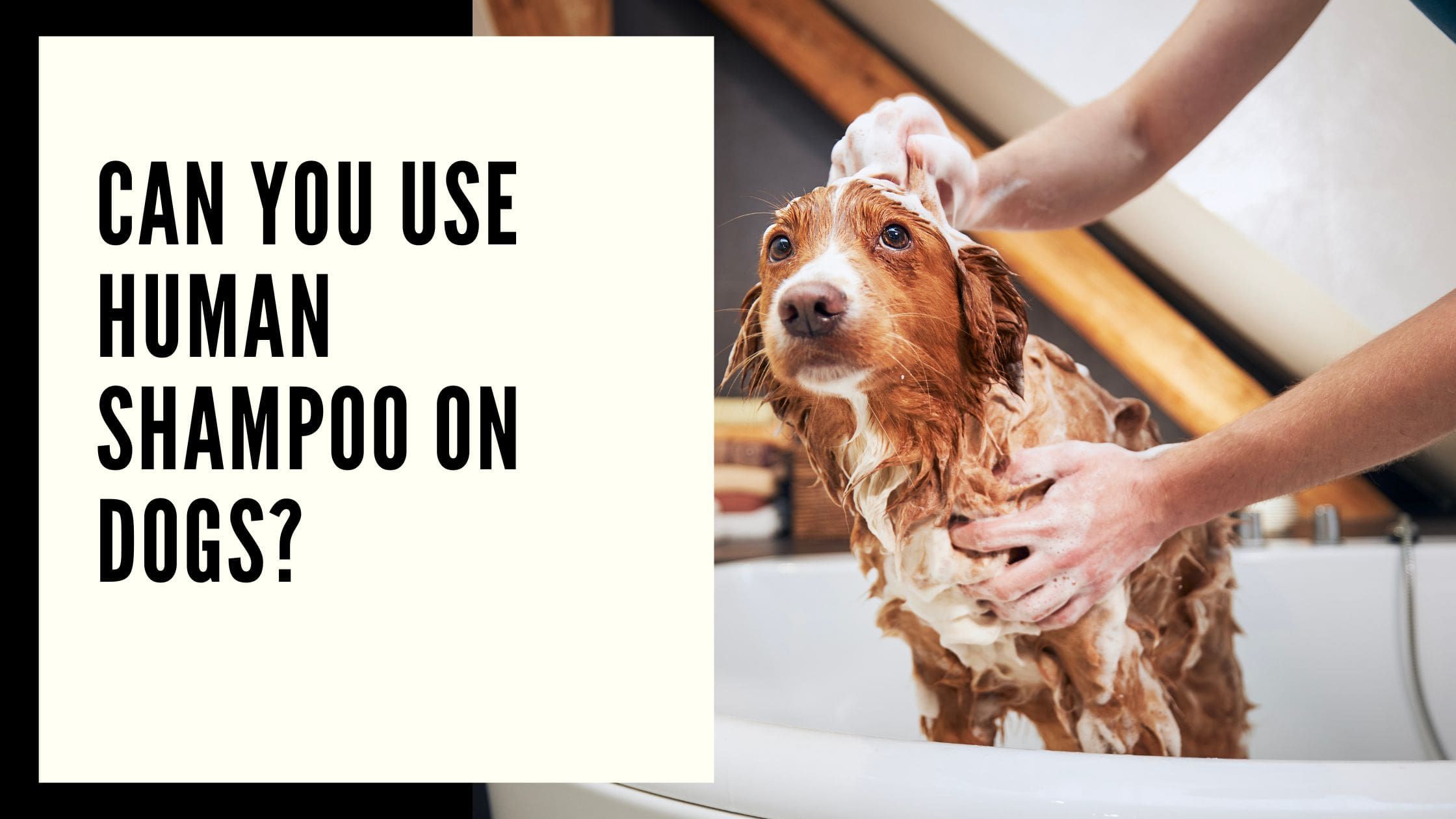 Can You Use Human Shampoo on Dogs