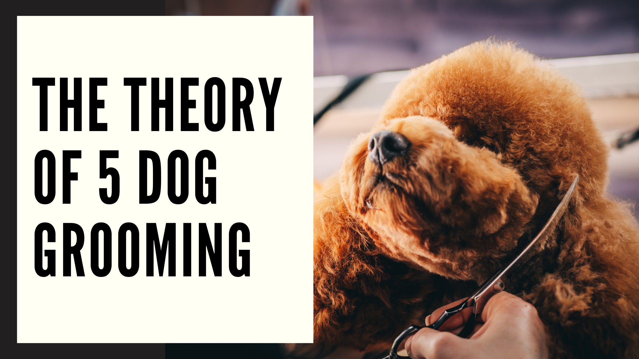 Theory of 5 Dog Grooming