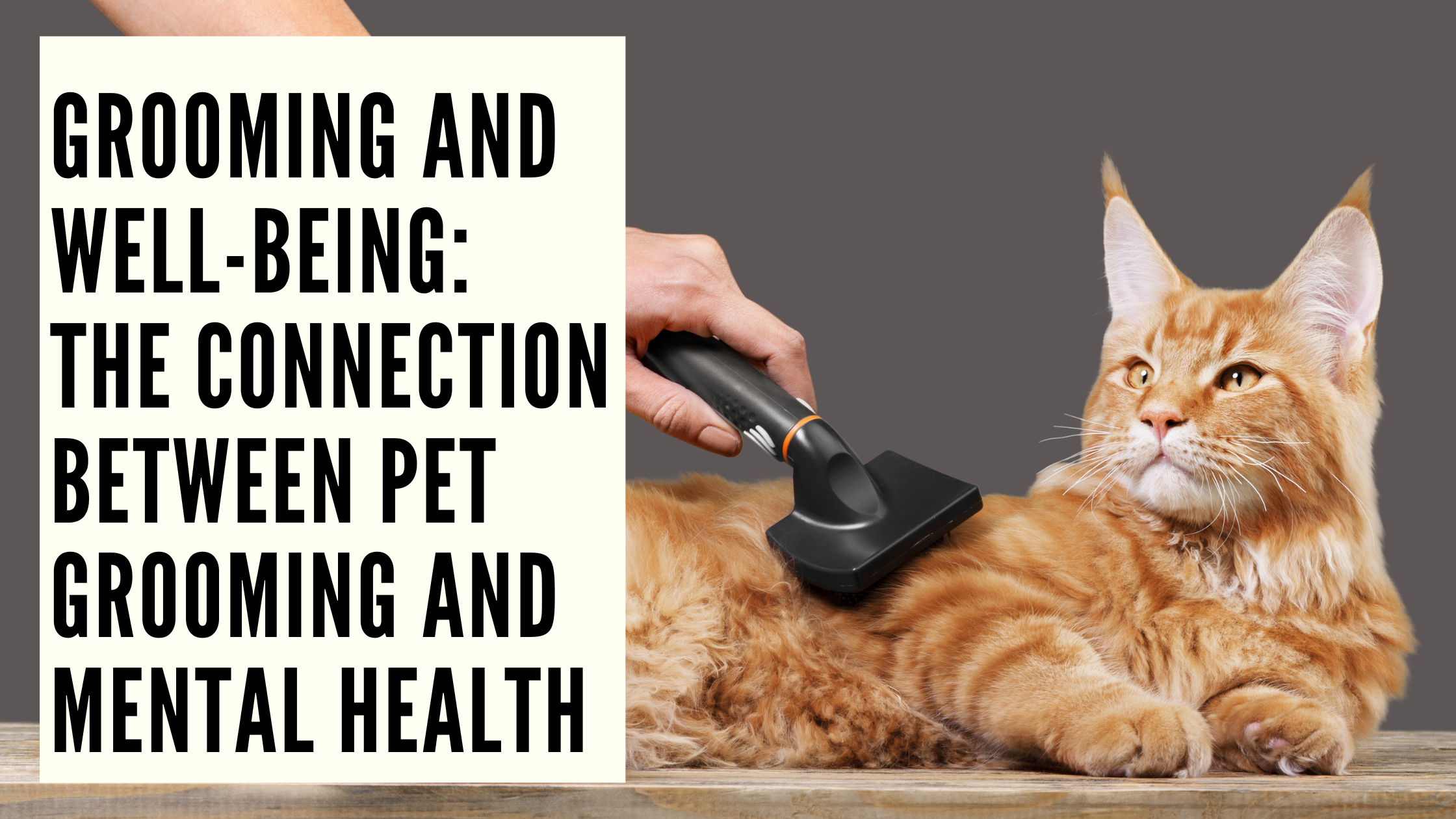 Grooming and Well-being The Connection Between Pet Grooming and Mental Health