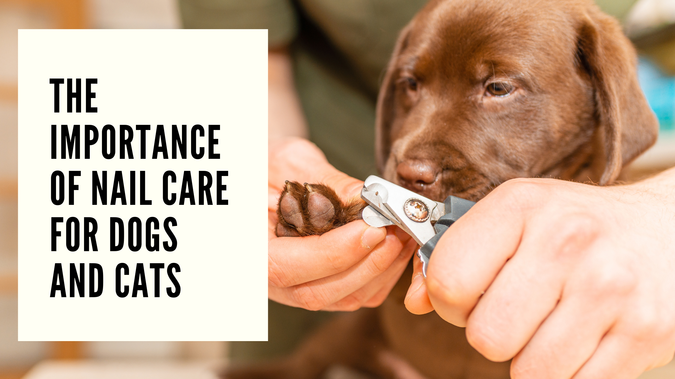 The Importance of Nail Care for Dogs and Cats