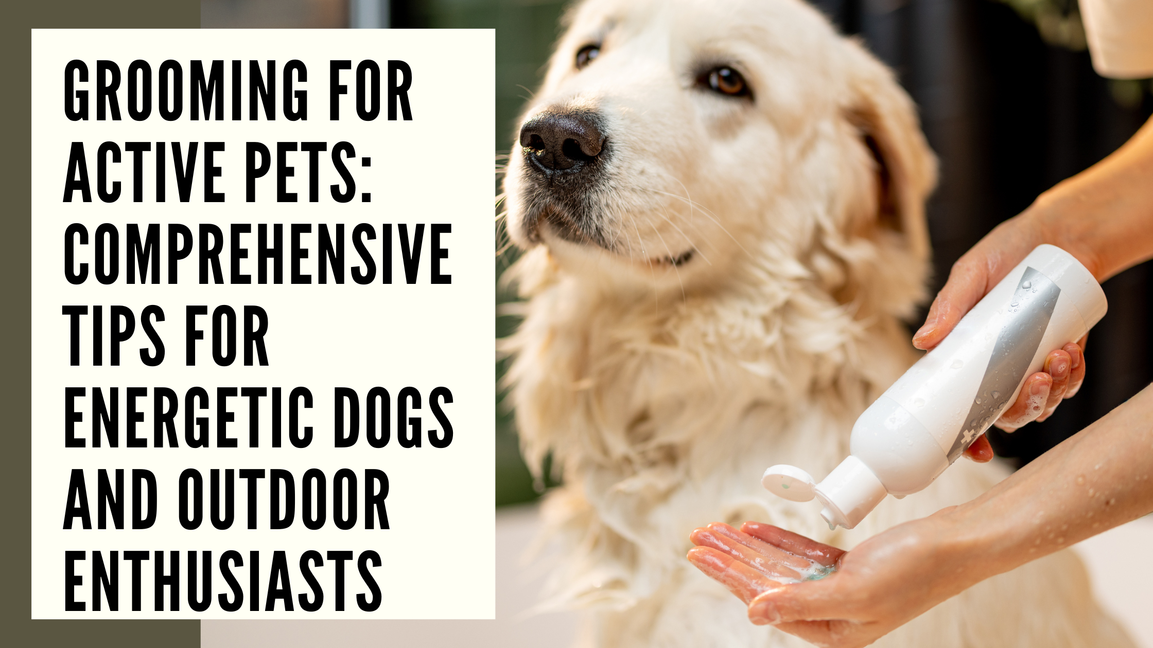 Grooming for Active Pets Comprehensive Tips for Energetic Dogs and Outdoor Enthusiasts