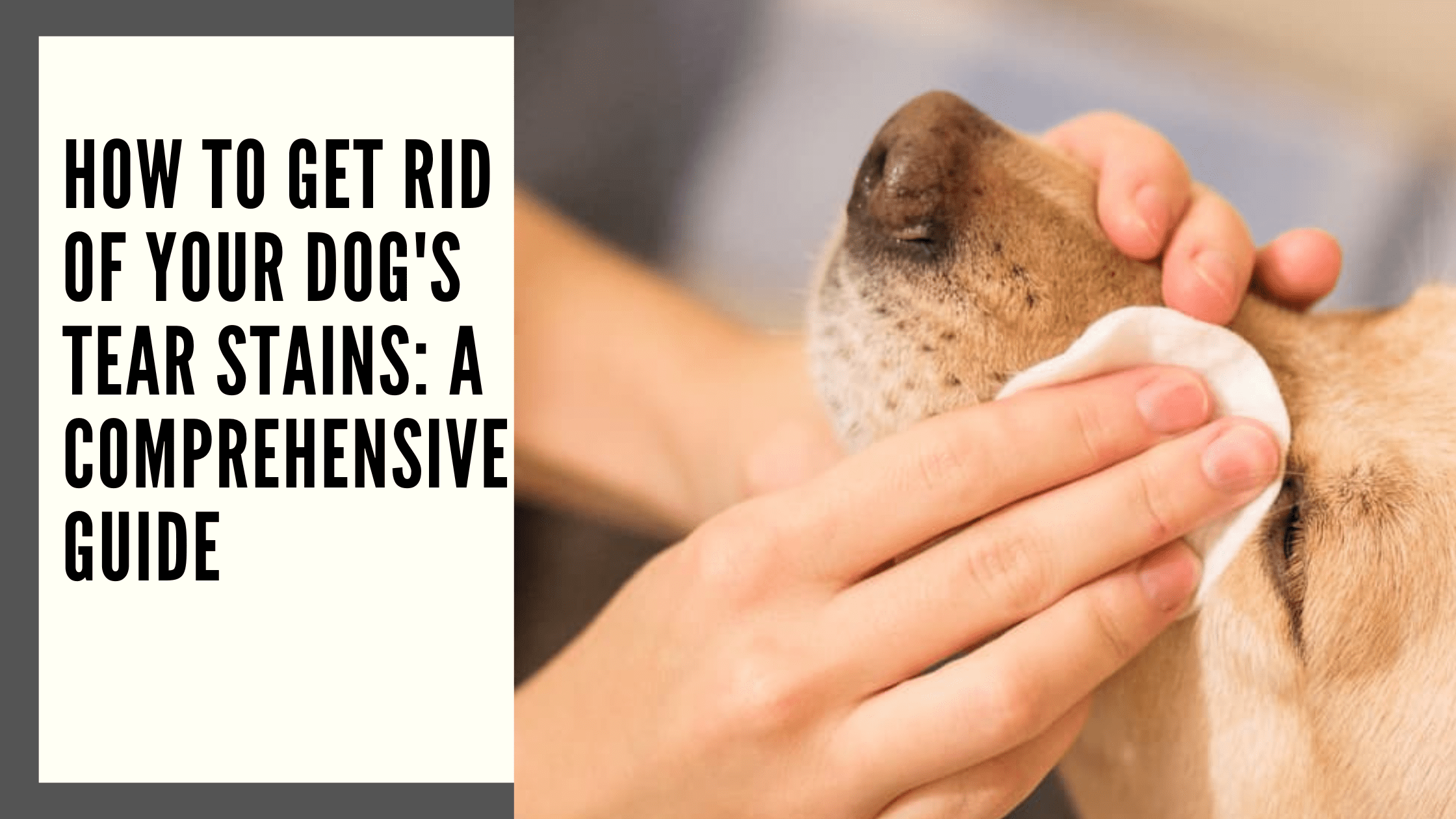 How to Get Rid of Your Dog's Tear Stains A Comprehensive Guide